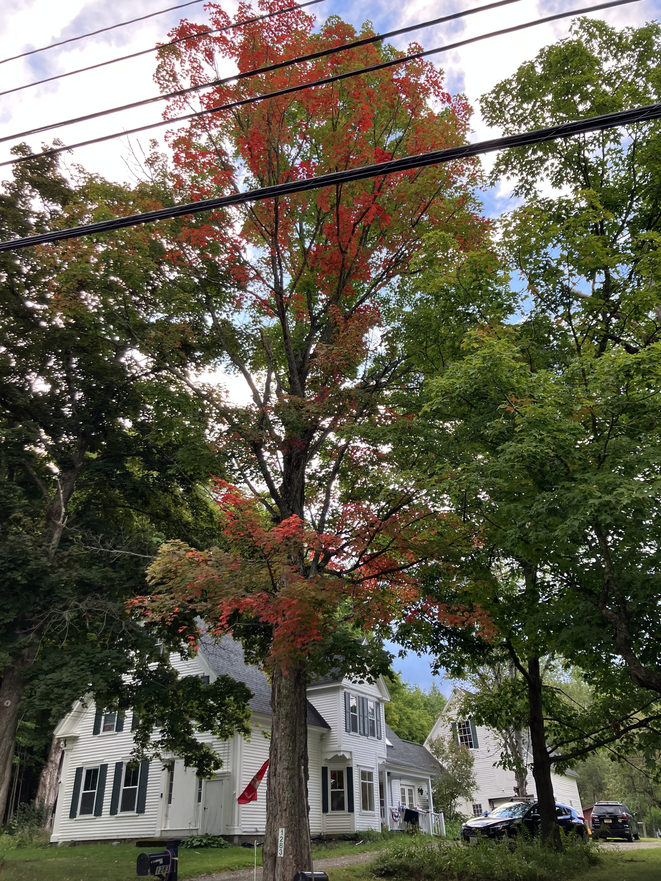 IMG_1652.jpeg