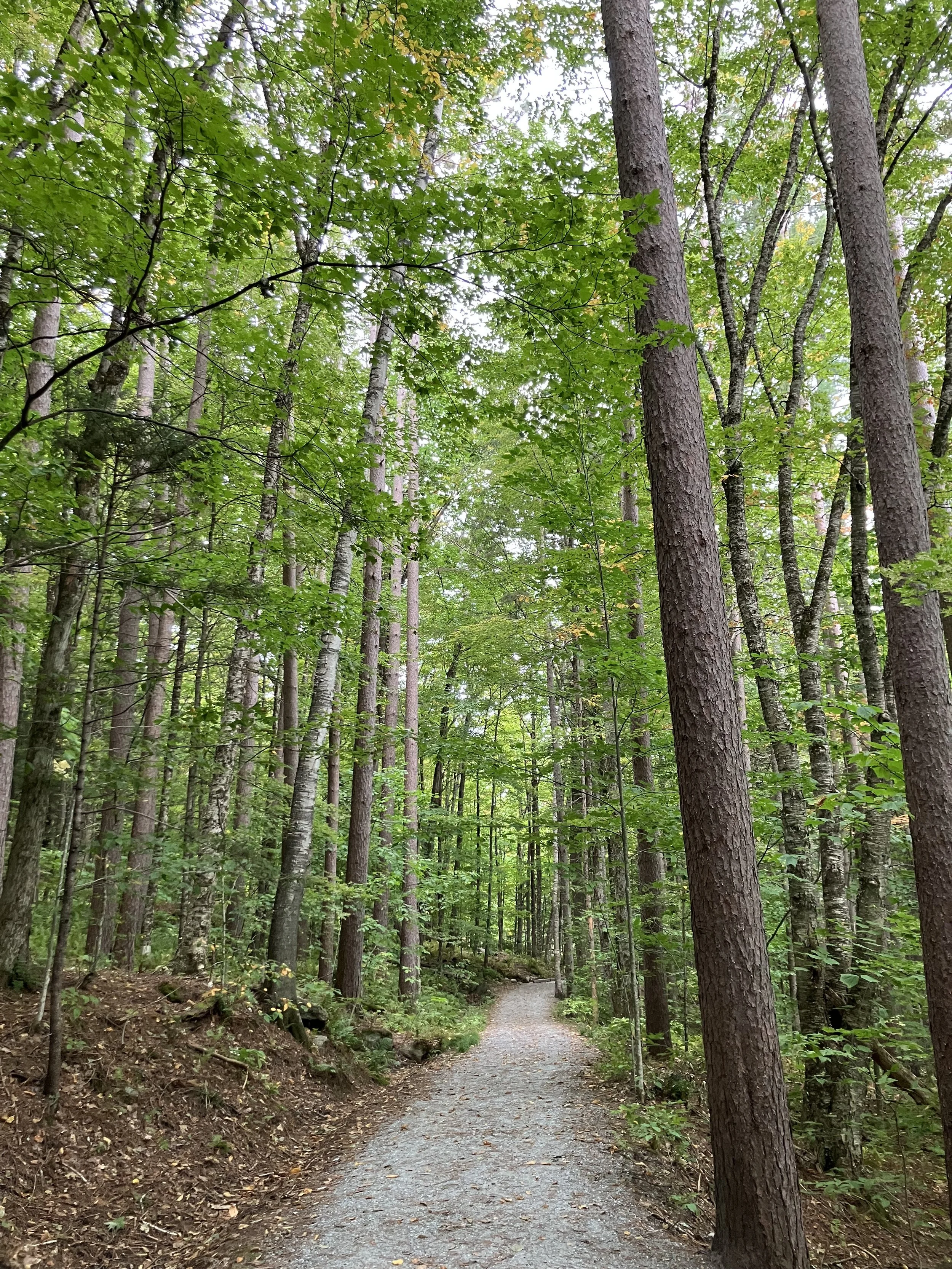 The Magic of Being in the Woods