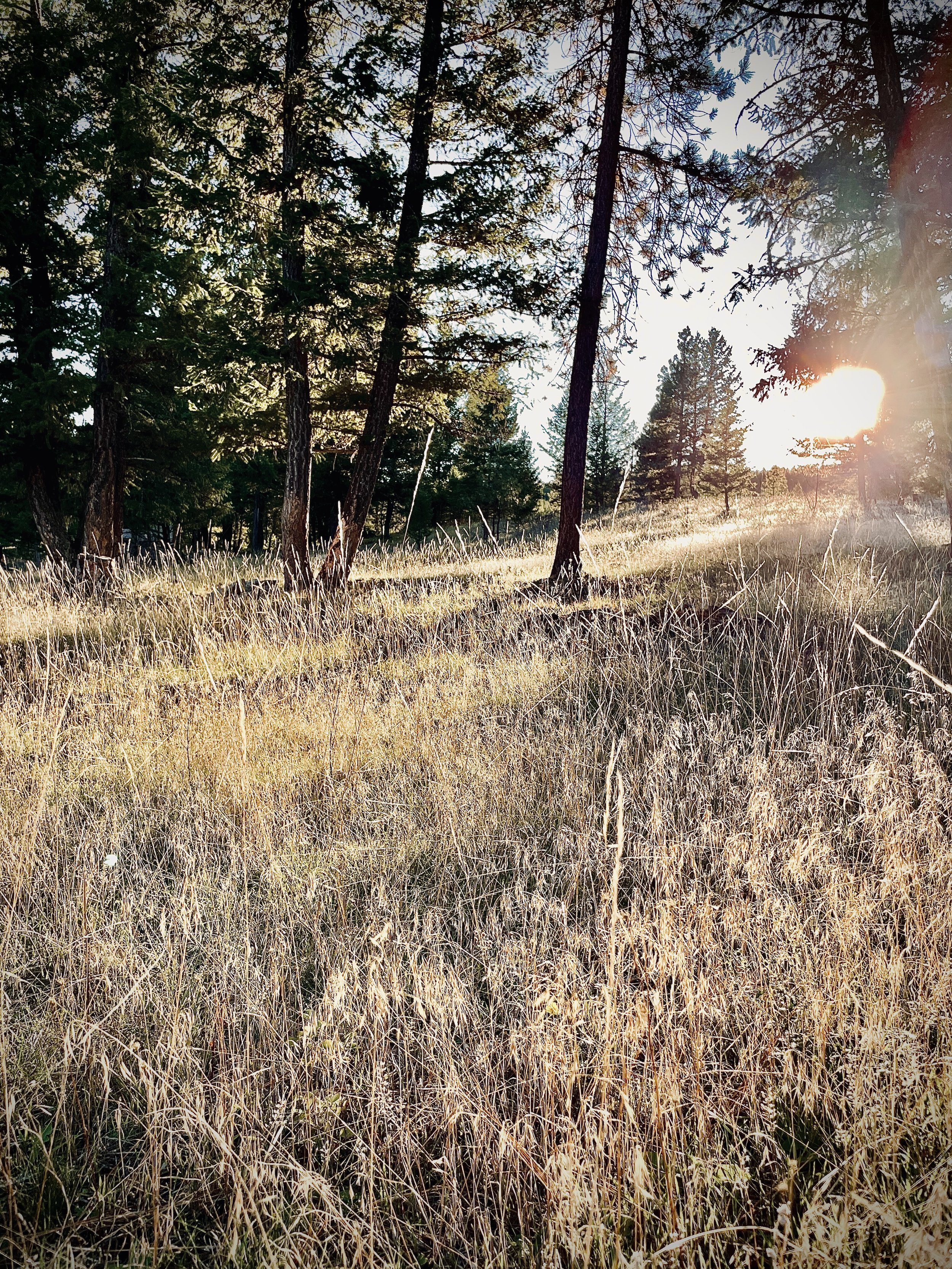 Lines of Light: The Art of Poetry