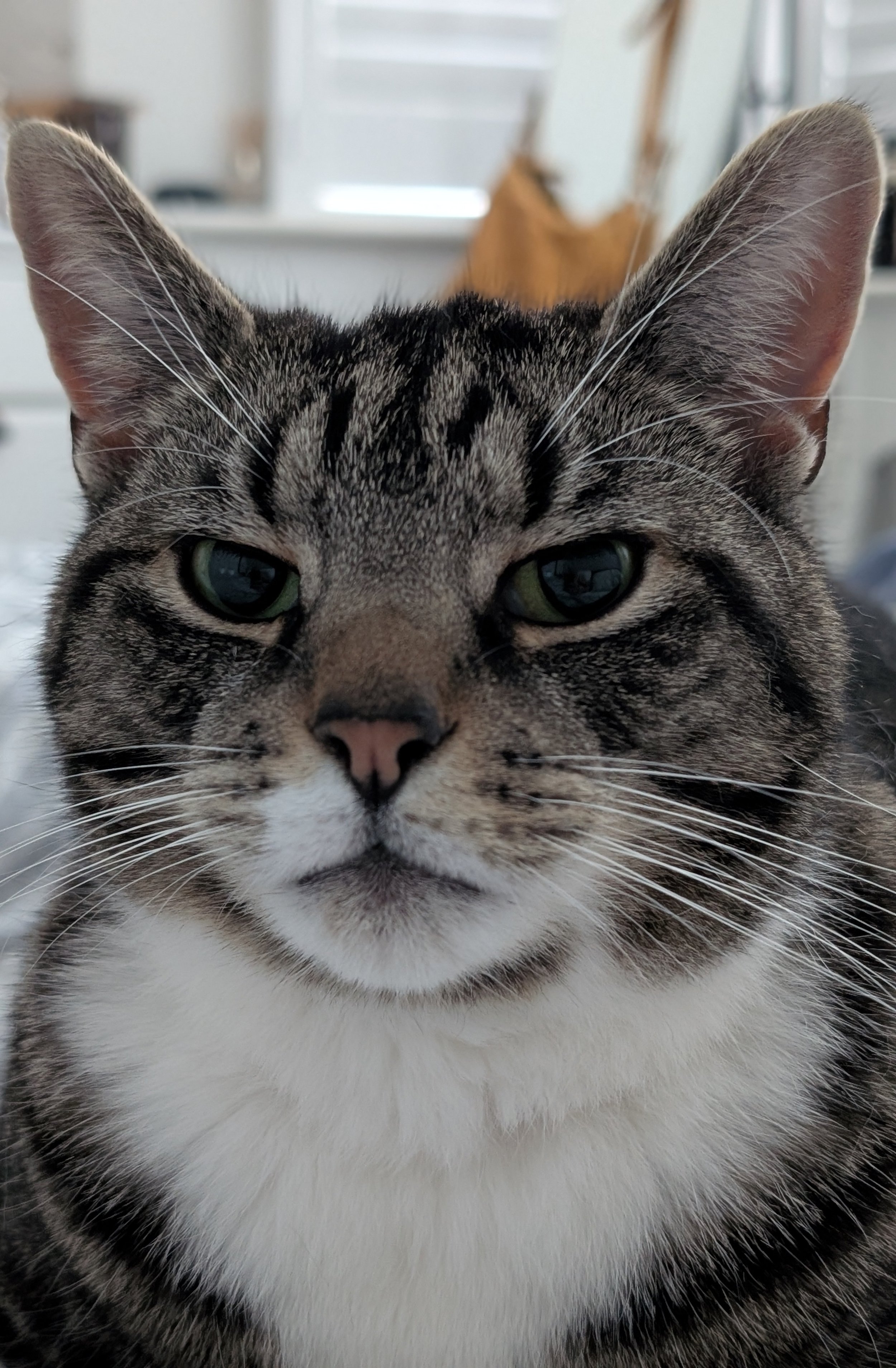 Close-up of a tabby cat with green eyes, a striped face, and white fur on the chest, indoors with blurred background.
