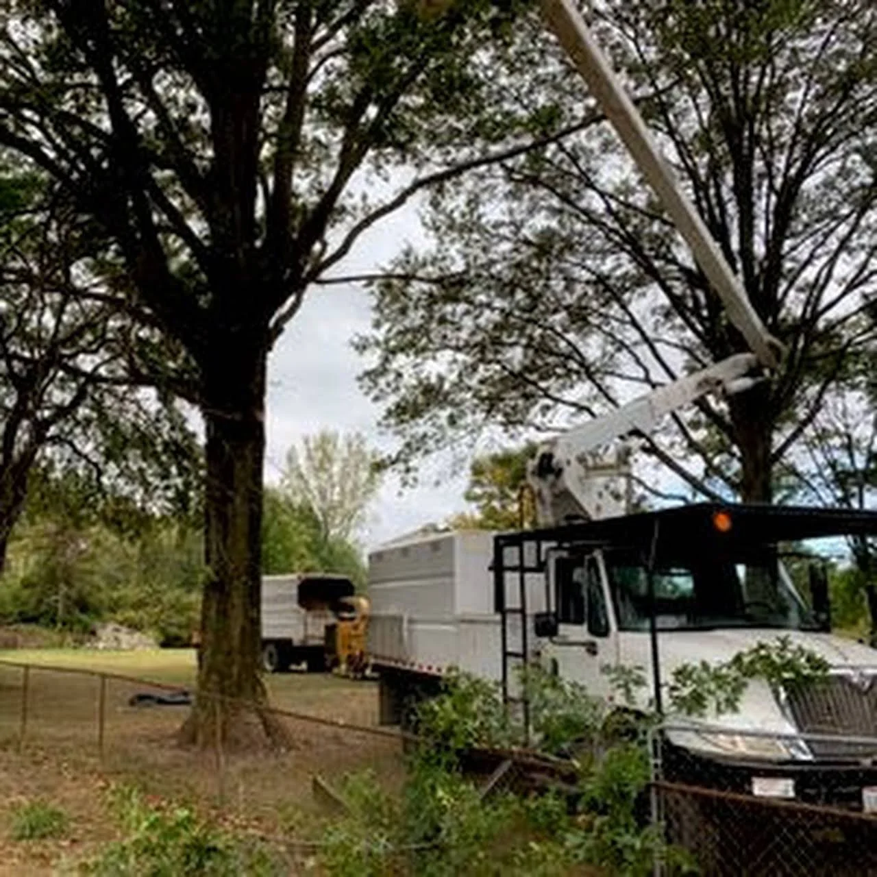 Tree Removal & Trimming Services | Fully Insured & Free Estimate