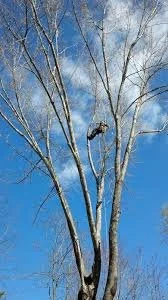 Winter pruning