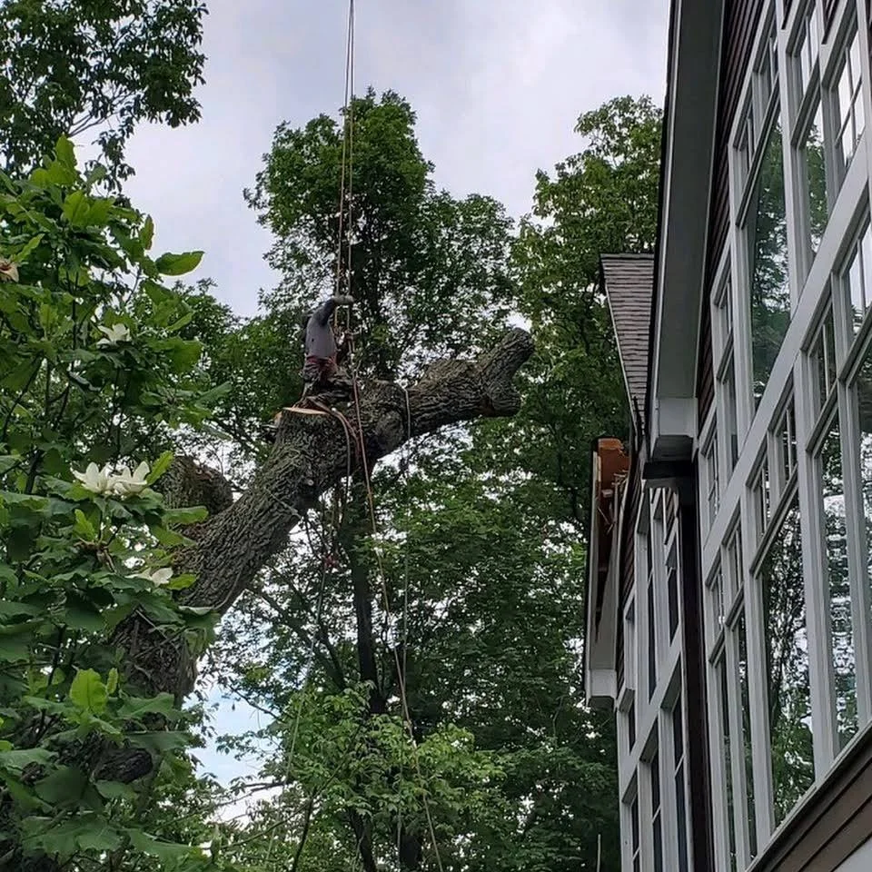 Removing tree from home