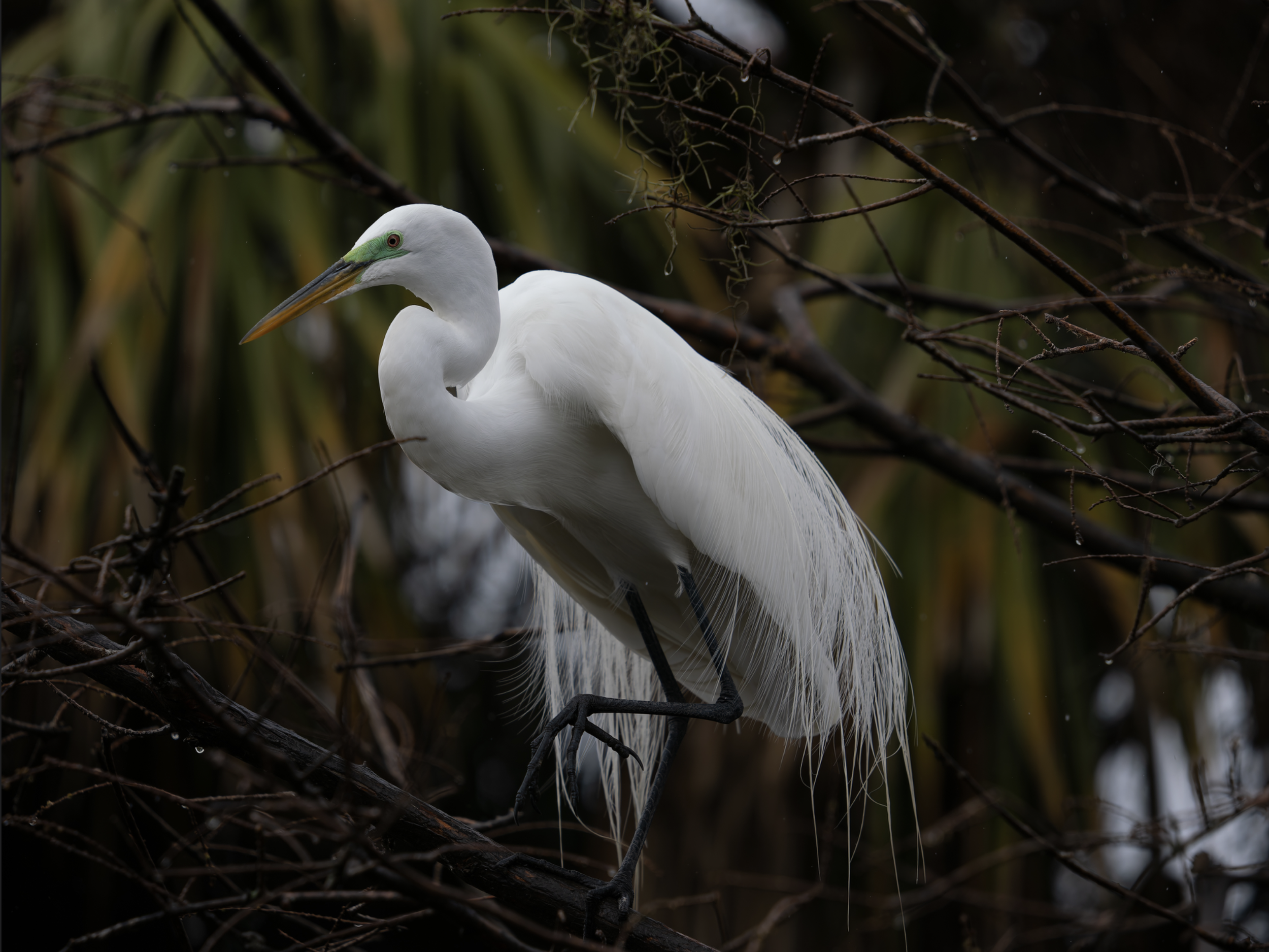 First Place: “Great Egret after Rain” by Sheilla Hampton 