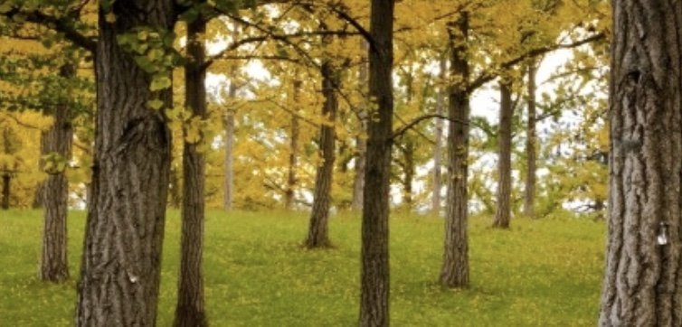 Visit the Gingko Grove