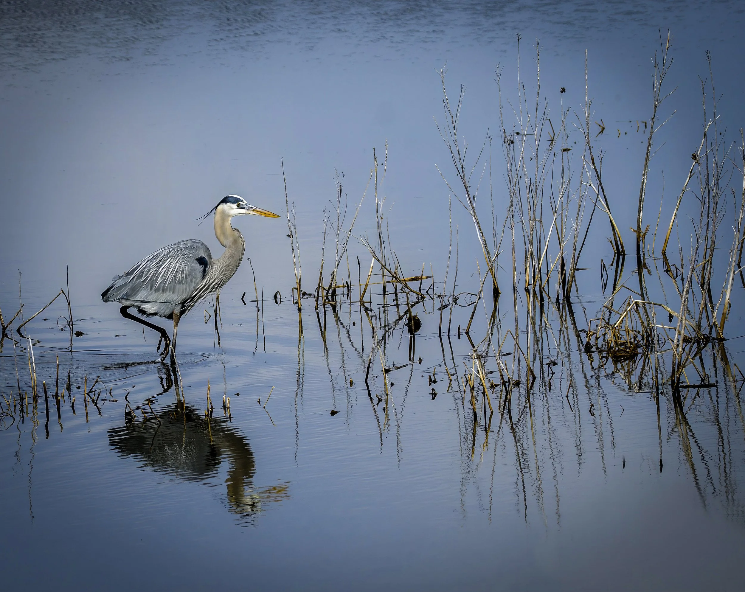 "Heron Stroll" Honorable Mention