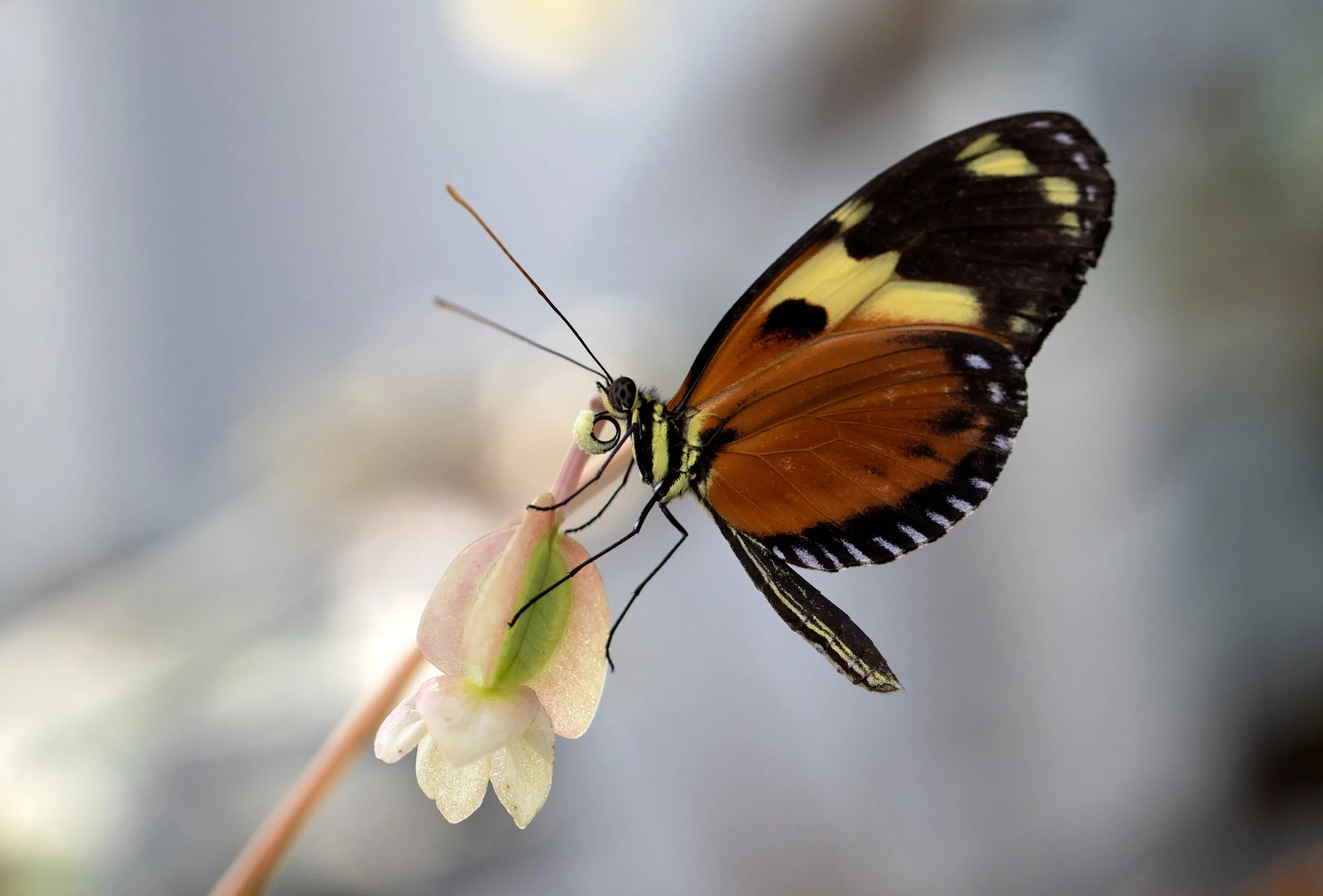 "Beautiful Butterfly" Third Place
