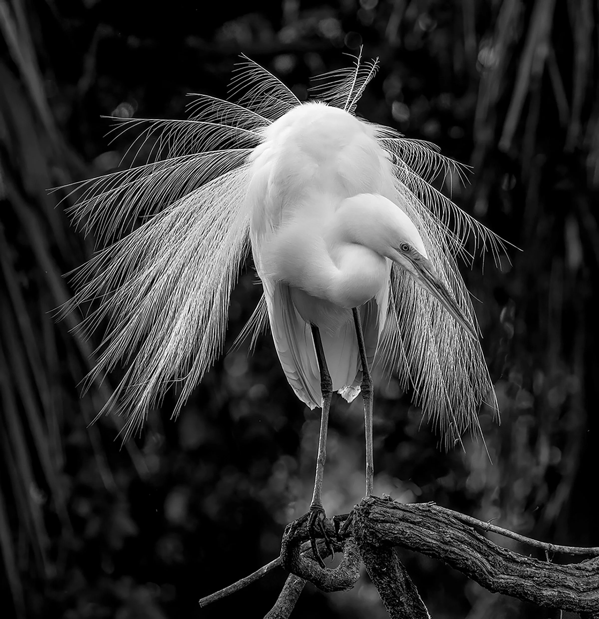 "Displaying Snowy Egret" Second Place