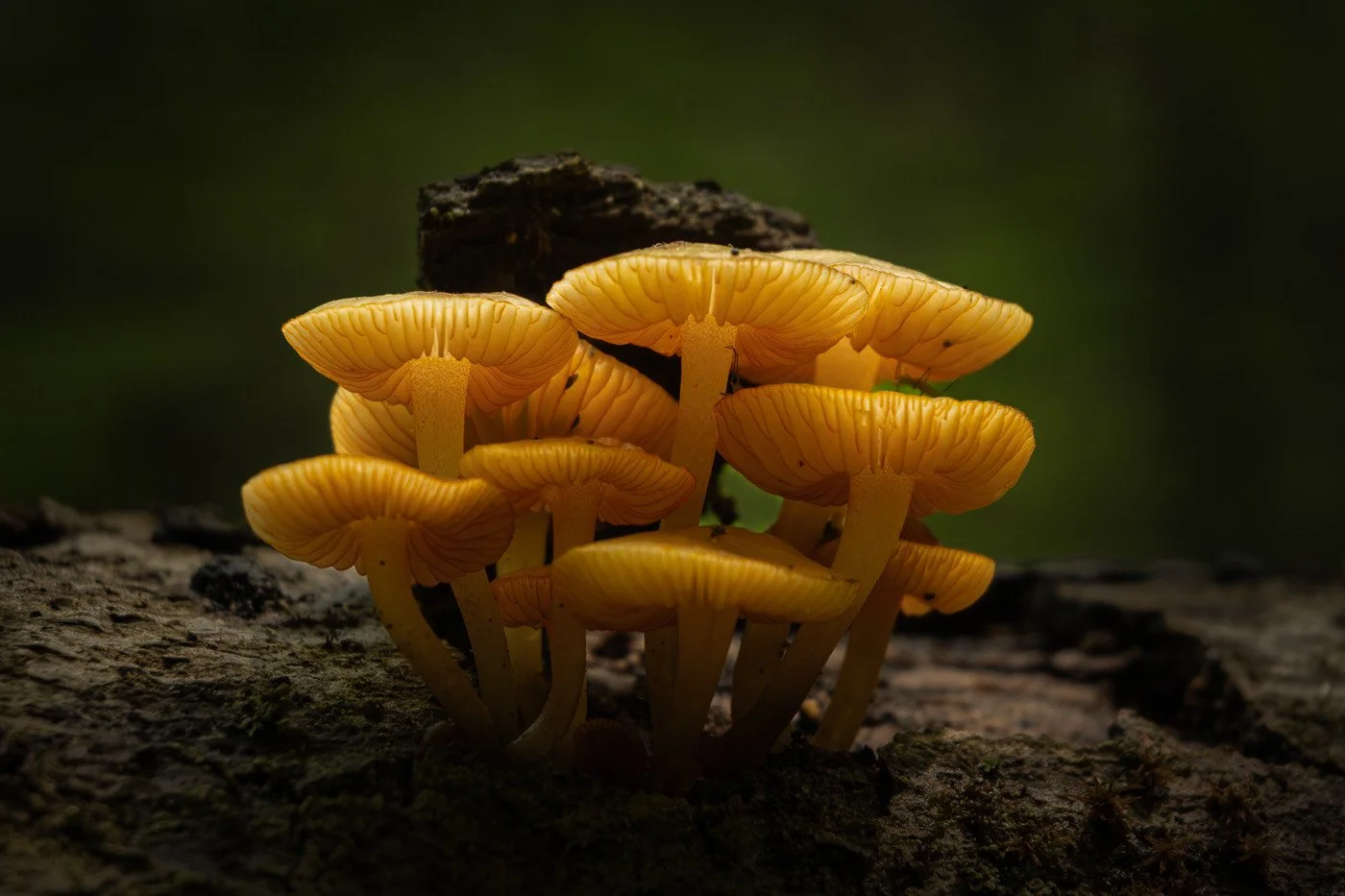 "Orange Mushrooms" Second Place