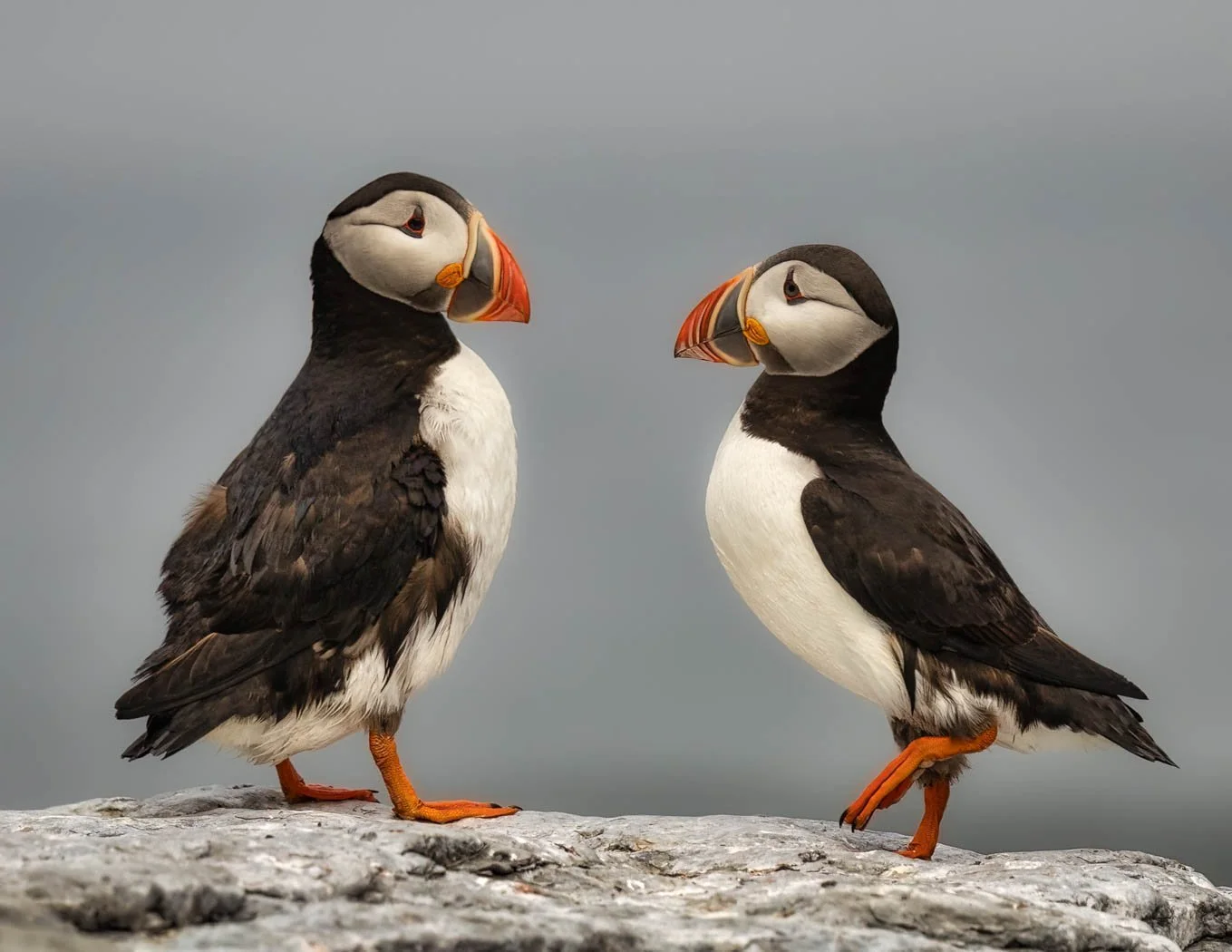 "Dance With Me" Honorable Mention