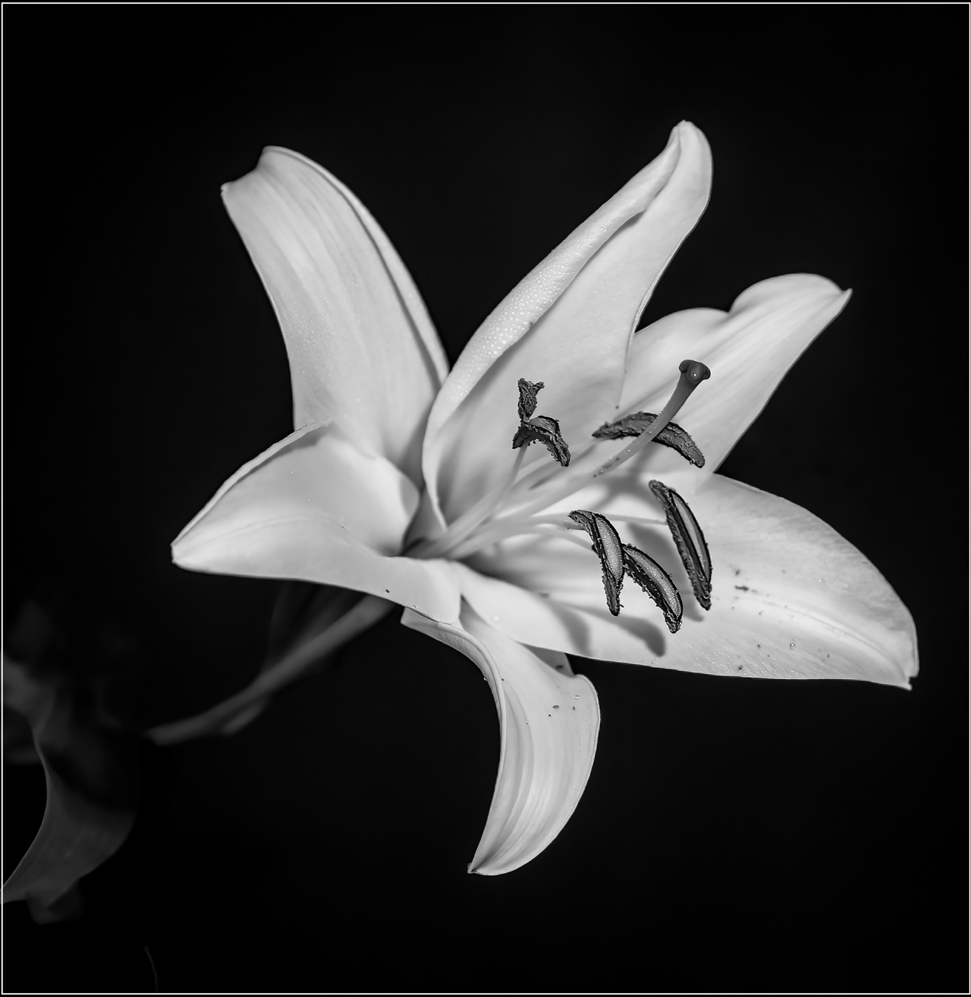 Honorable Mention: “Casablanca Lily in Mono”, Photographer - Patricia Berry
