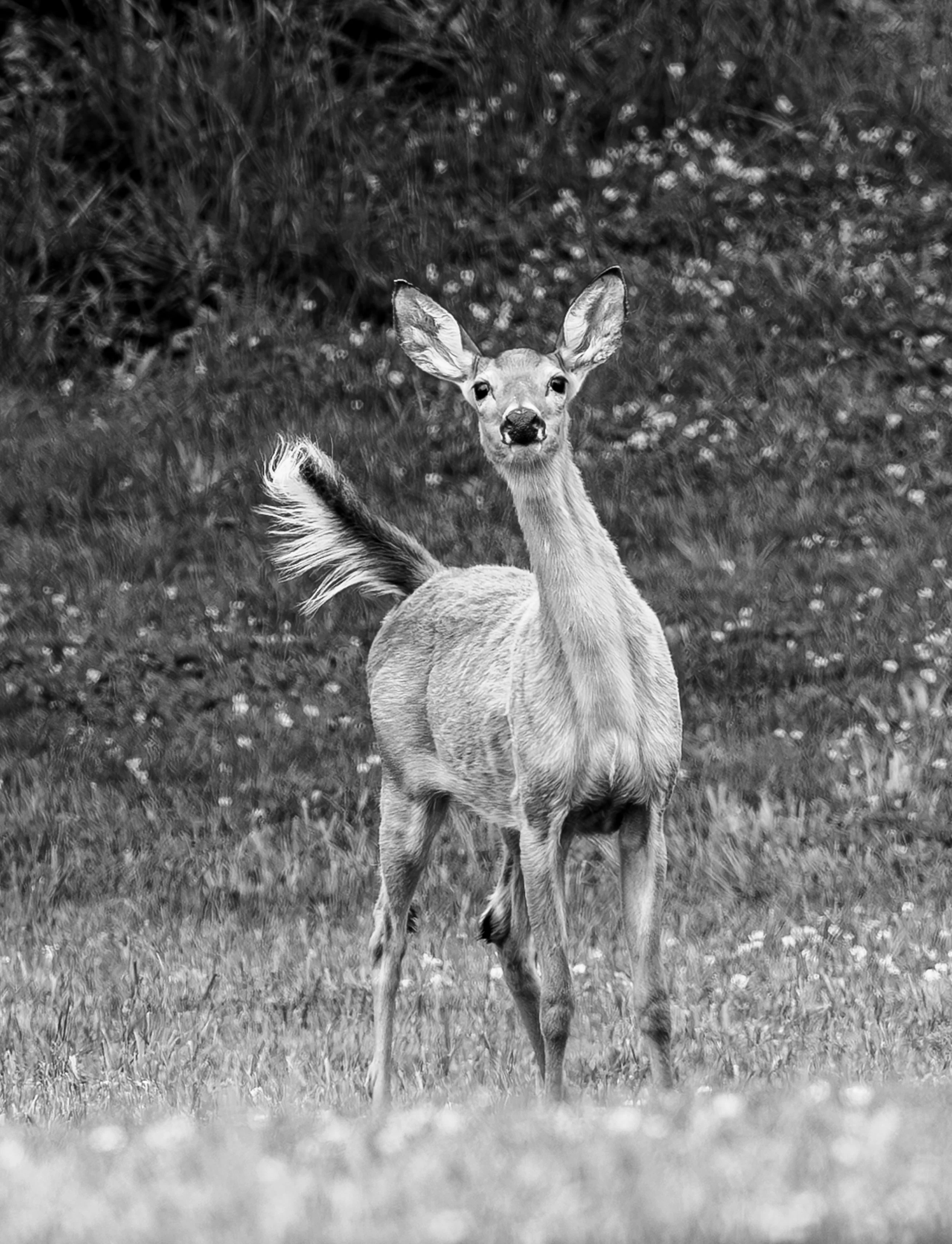 Third Place Black and White, Experienced: "Deer Alert" by Nat White