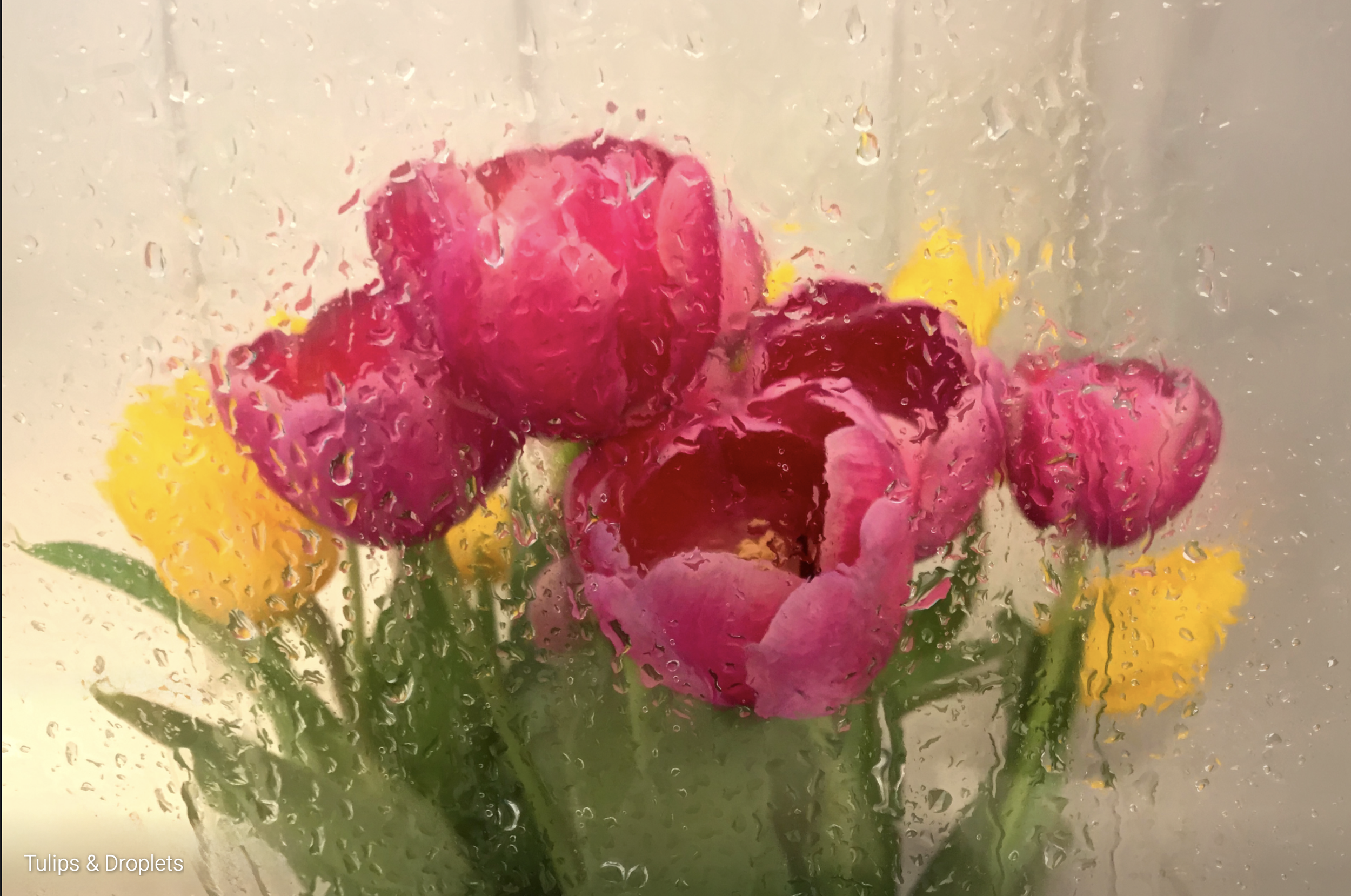 Third Place: "Tulips and Droplets", Photographer - Doug Mattice
