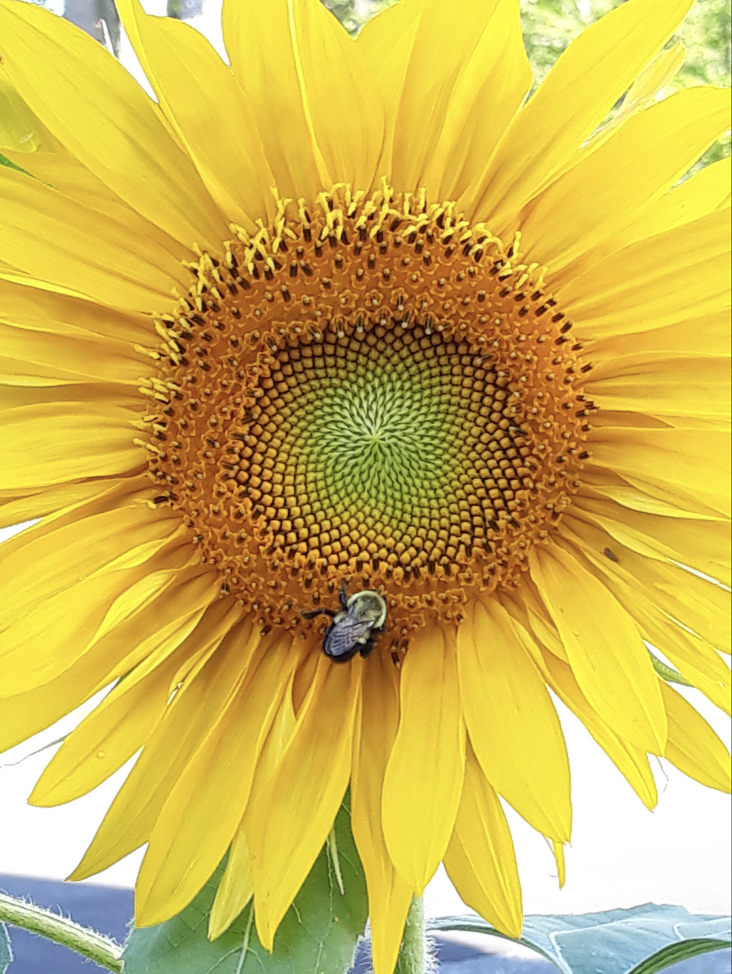 Third Place: "Honeybee", Photographer - Masud Hasnain