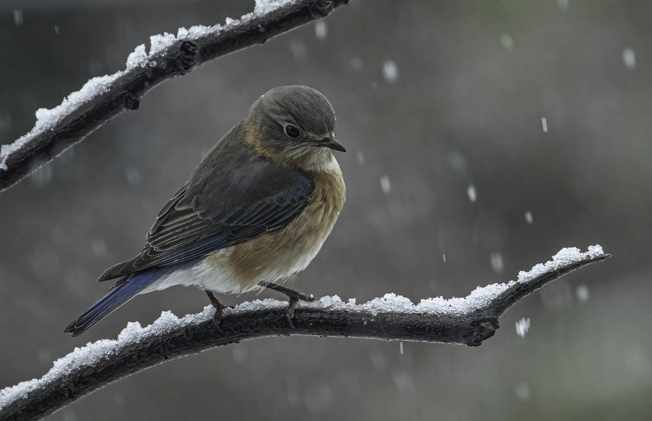 Second Place Color, Experienced: "Contemplating Flying South" by Patricia Berry