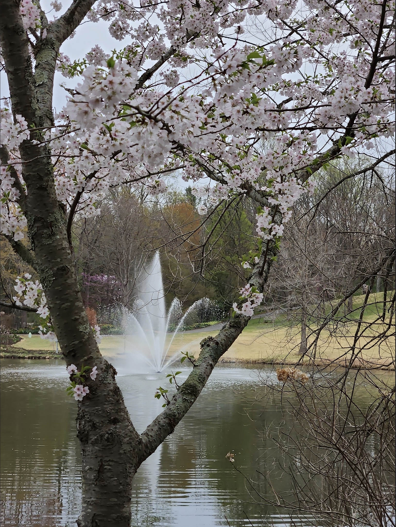 Second Place: "Cherry Blossoms", Photographer - Masud Hasnain