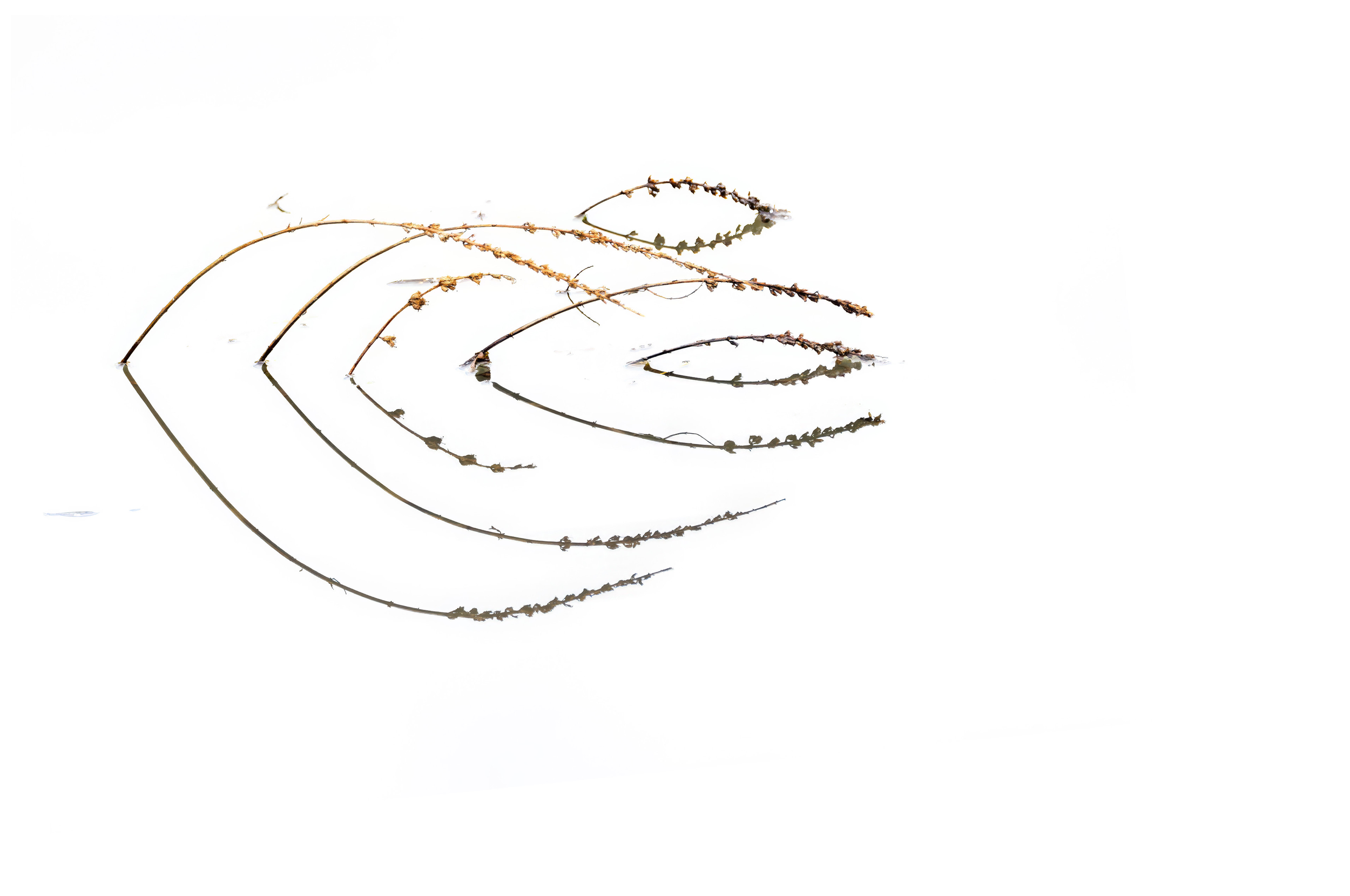 Second Place: "Grasses in Water" by John Macier