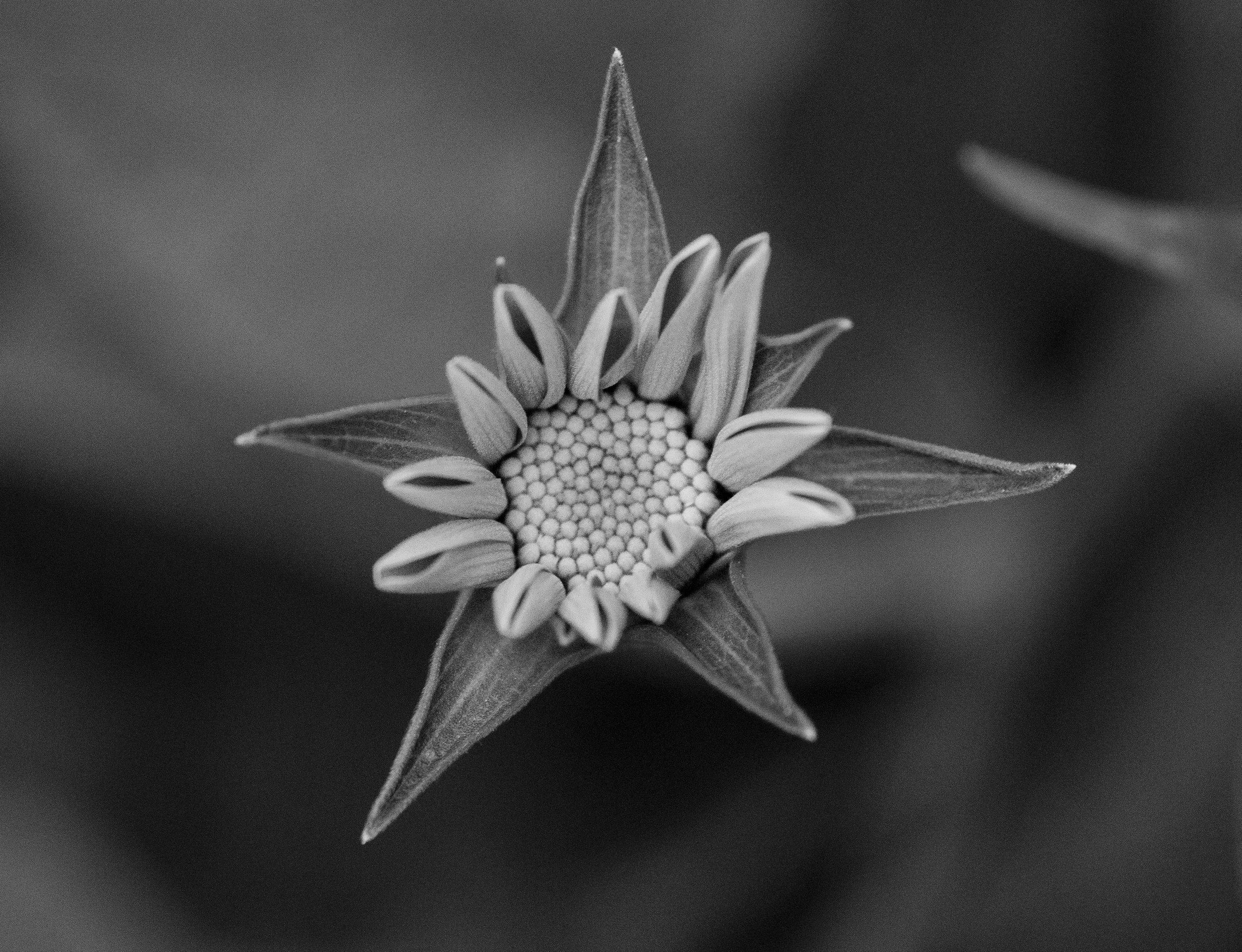 First Place Black and White, Novice: "Star Flower" by Kerrie Kay