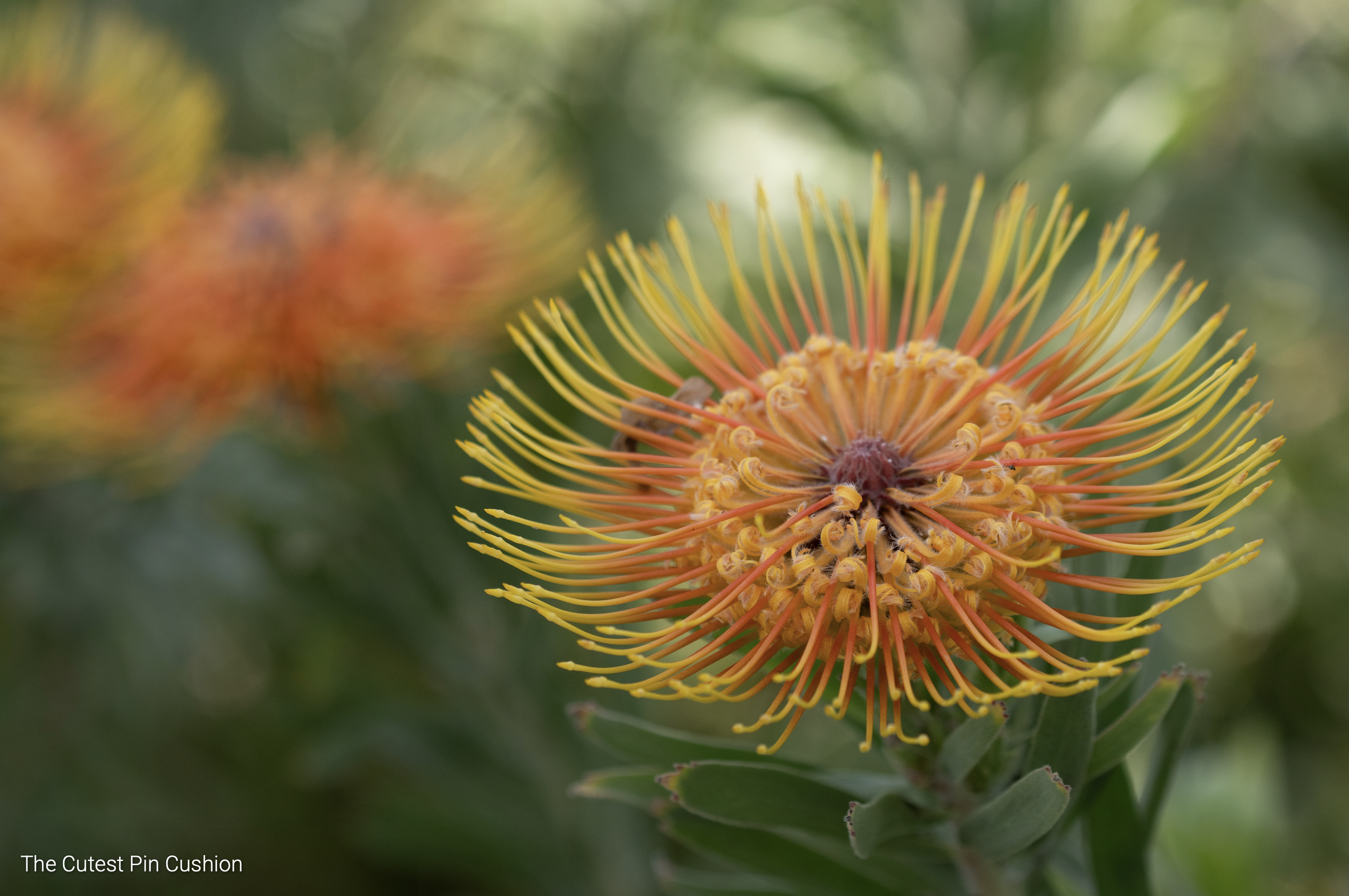 Second Place: “The Cutest Pin Cushion”, Photographer - Mary Ann Melosh