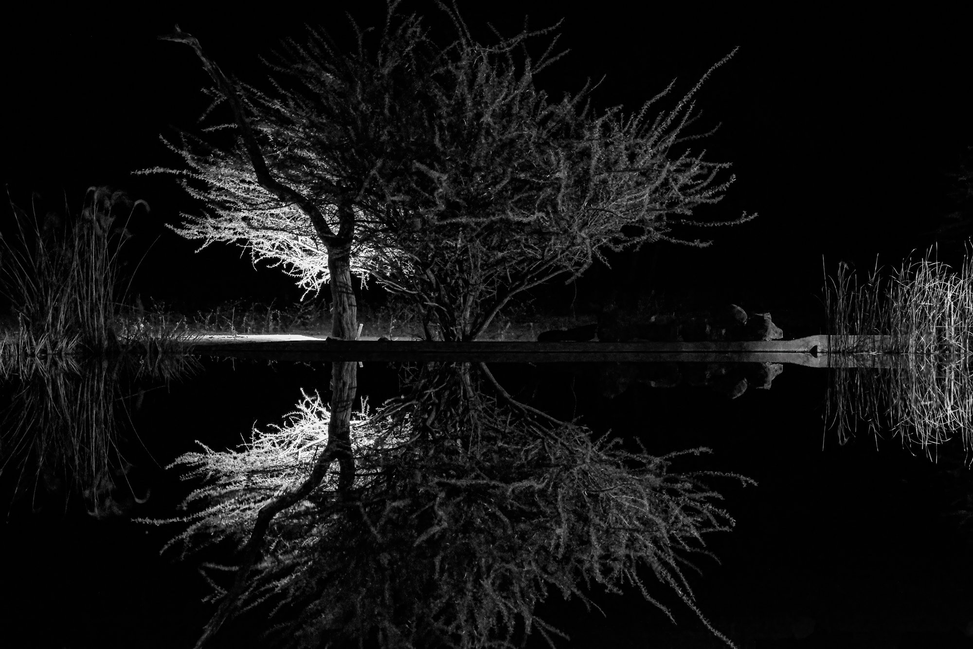 In the Still of the Night