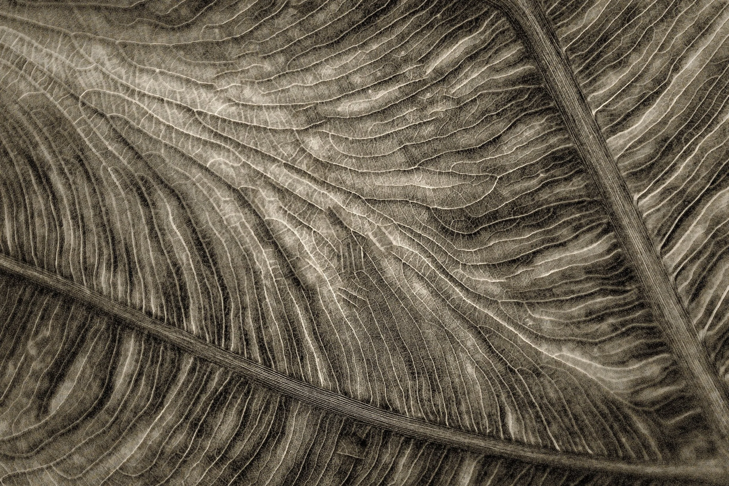 Third Place Experienced Monochrome: "Nature's Cartography" by Doug Mattice