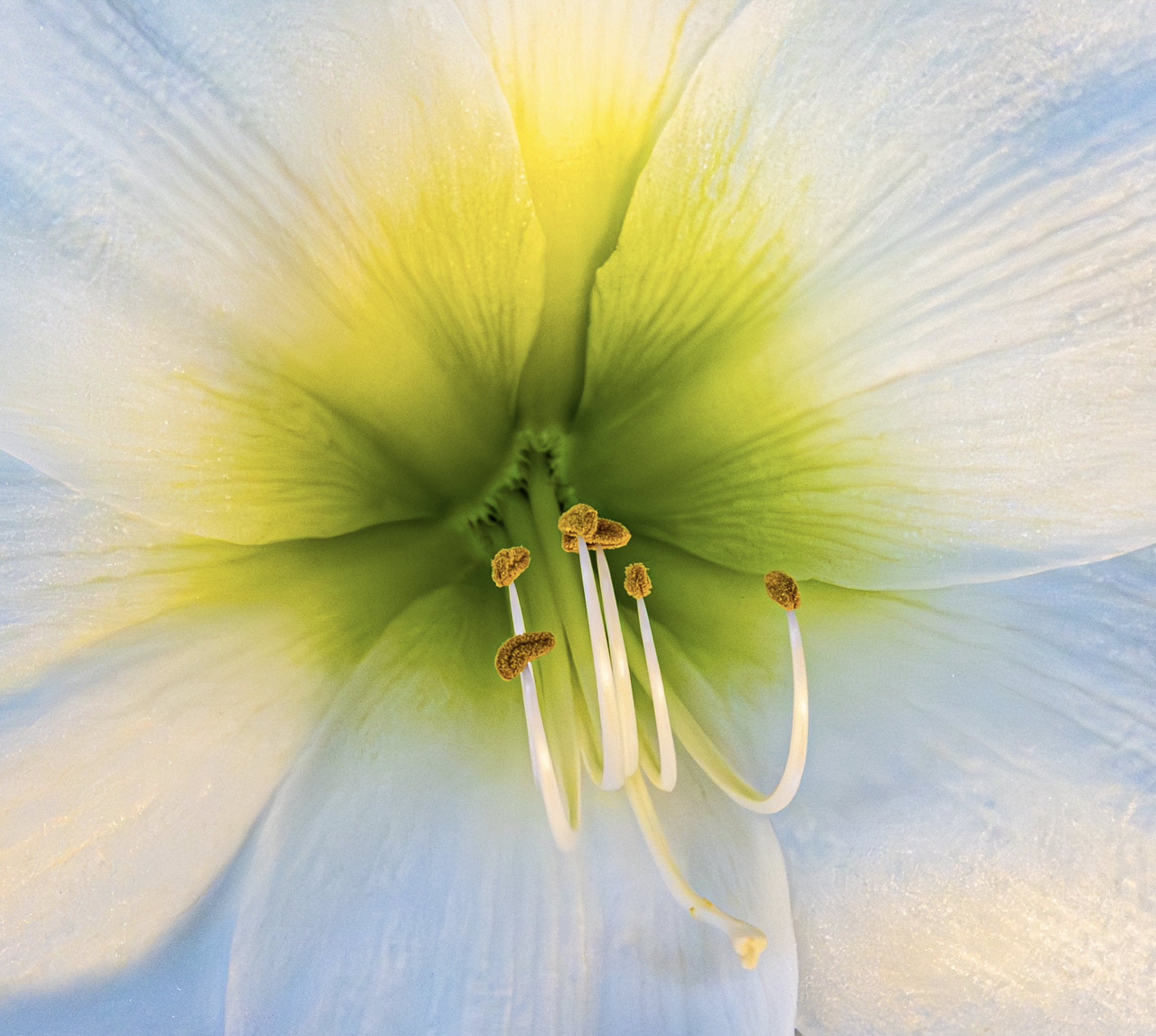 Honorable Mention: “Amaryllis stamen”, Photographer - Nat White