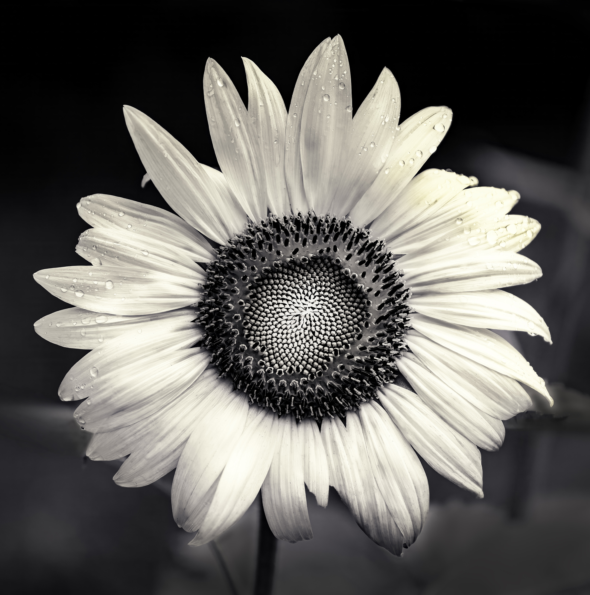 Second Place: “About Face", Photographer - Sue Irish