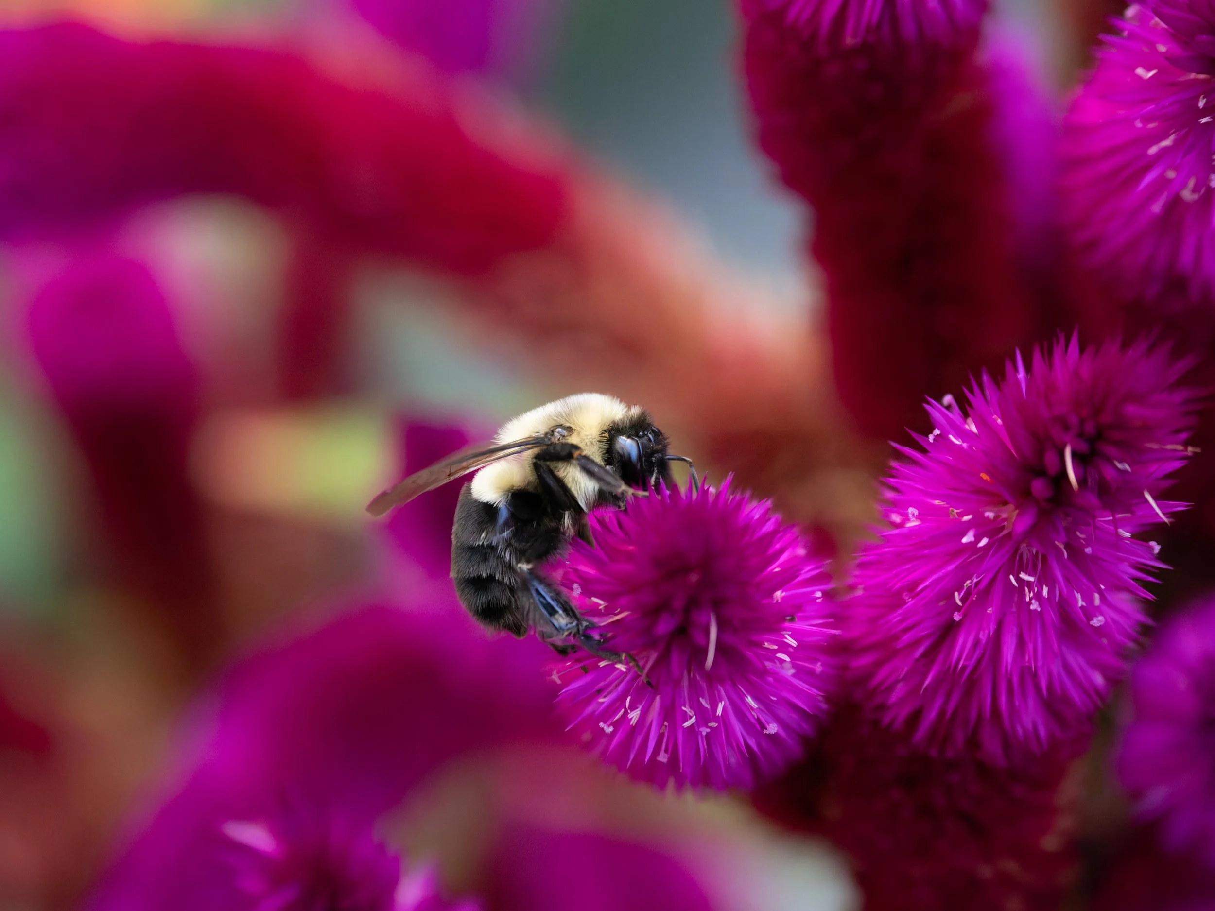 First Place Color Novice: "Bee in Pink" by Sheilla Hampton