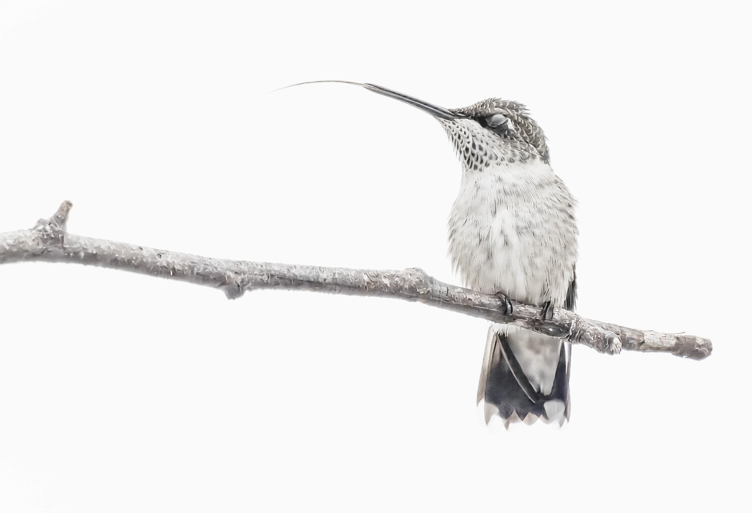 Second Place: "Sipping from the Air" by Darryl Lansey