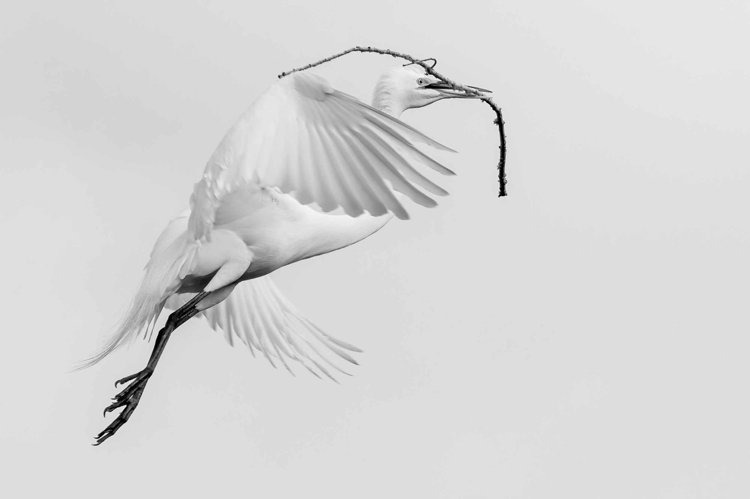 Third Place: "Material to Build Me a Nest" by Bernice Lewis