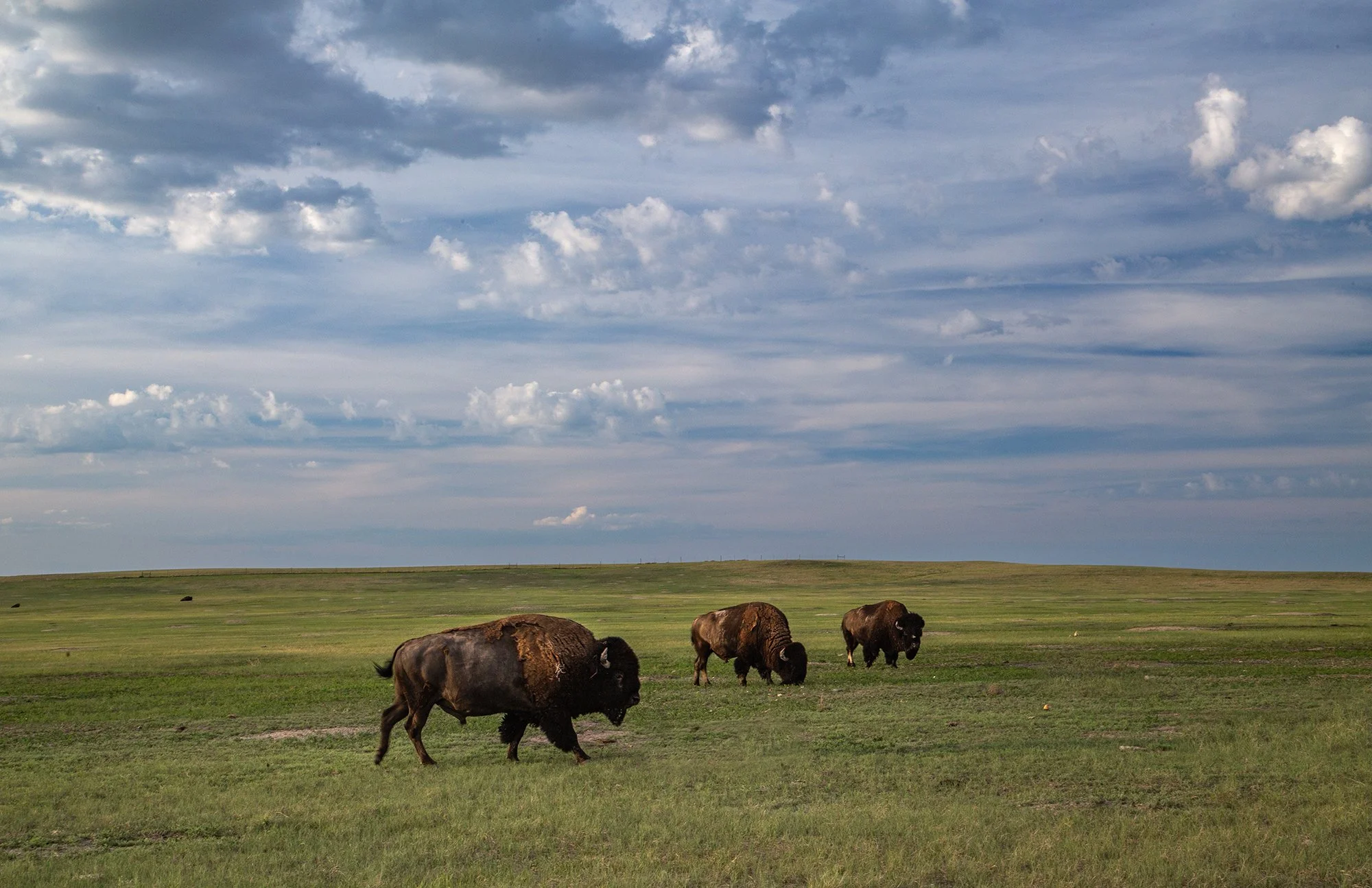 Experienced Color First Place: "Bison on the Range" by Patricia Berry