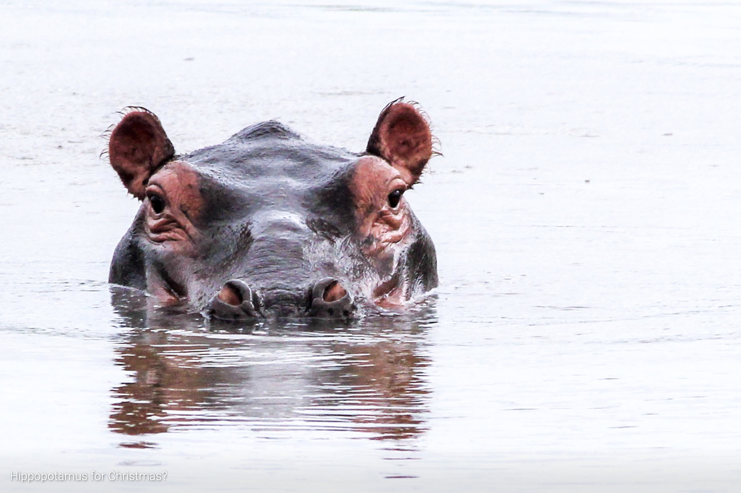 First Place: "Hippopotamus for Christmas?" by Jan Mul