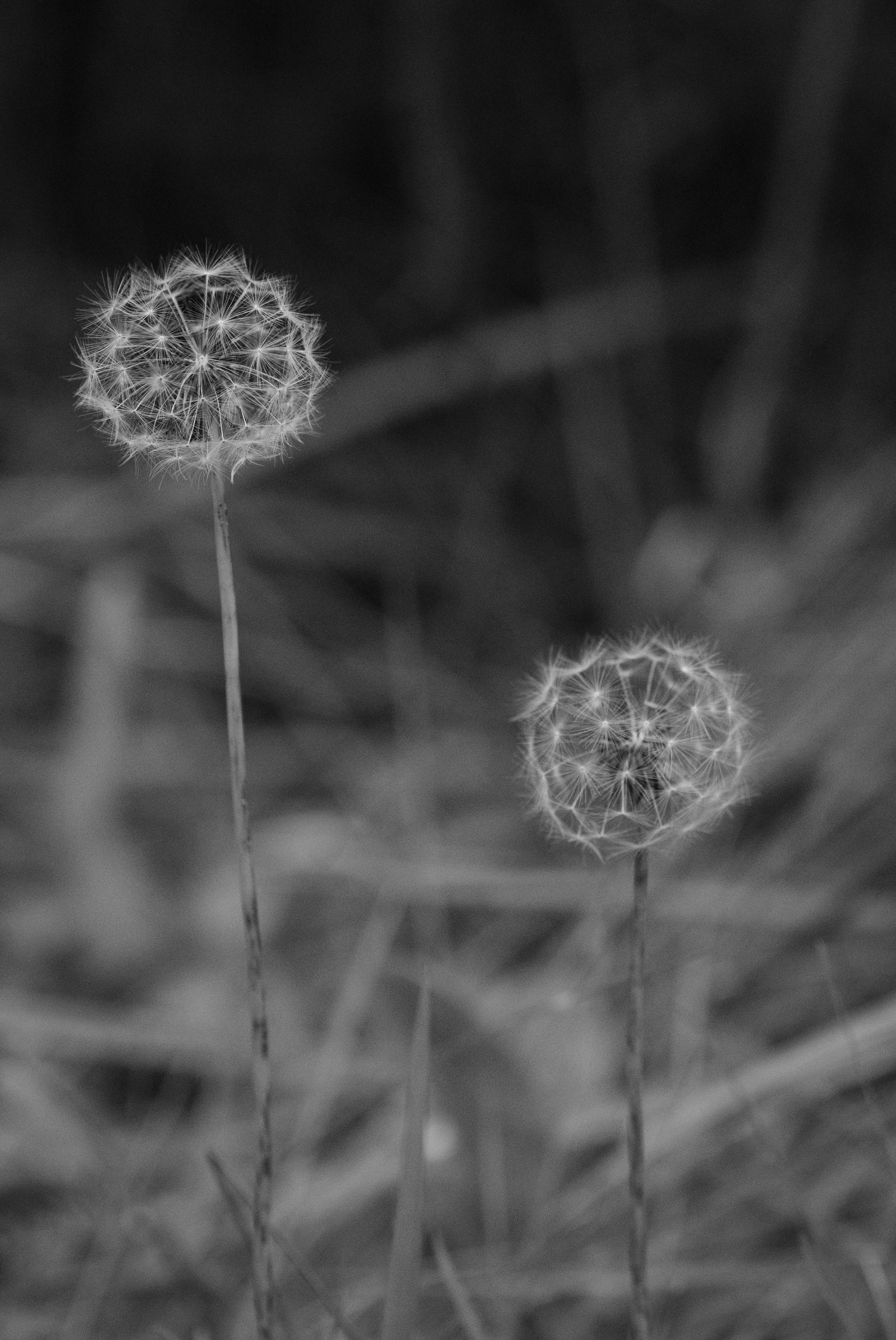 Second Place Black and White, Novice: "Wishes" by Kerrie Kay