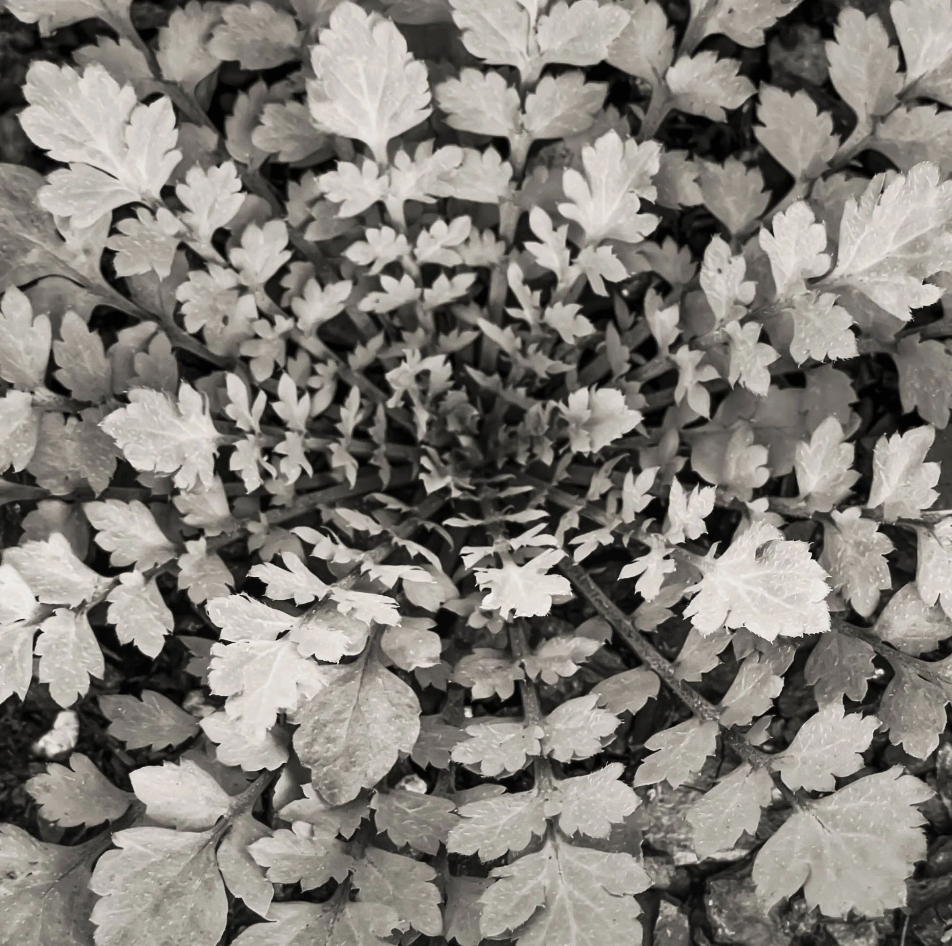 First Place Black and White, Experienced: "Infinity" by Darryl Lansey