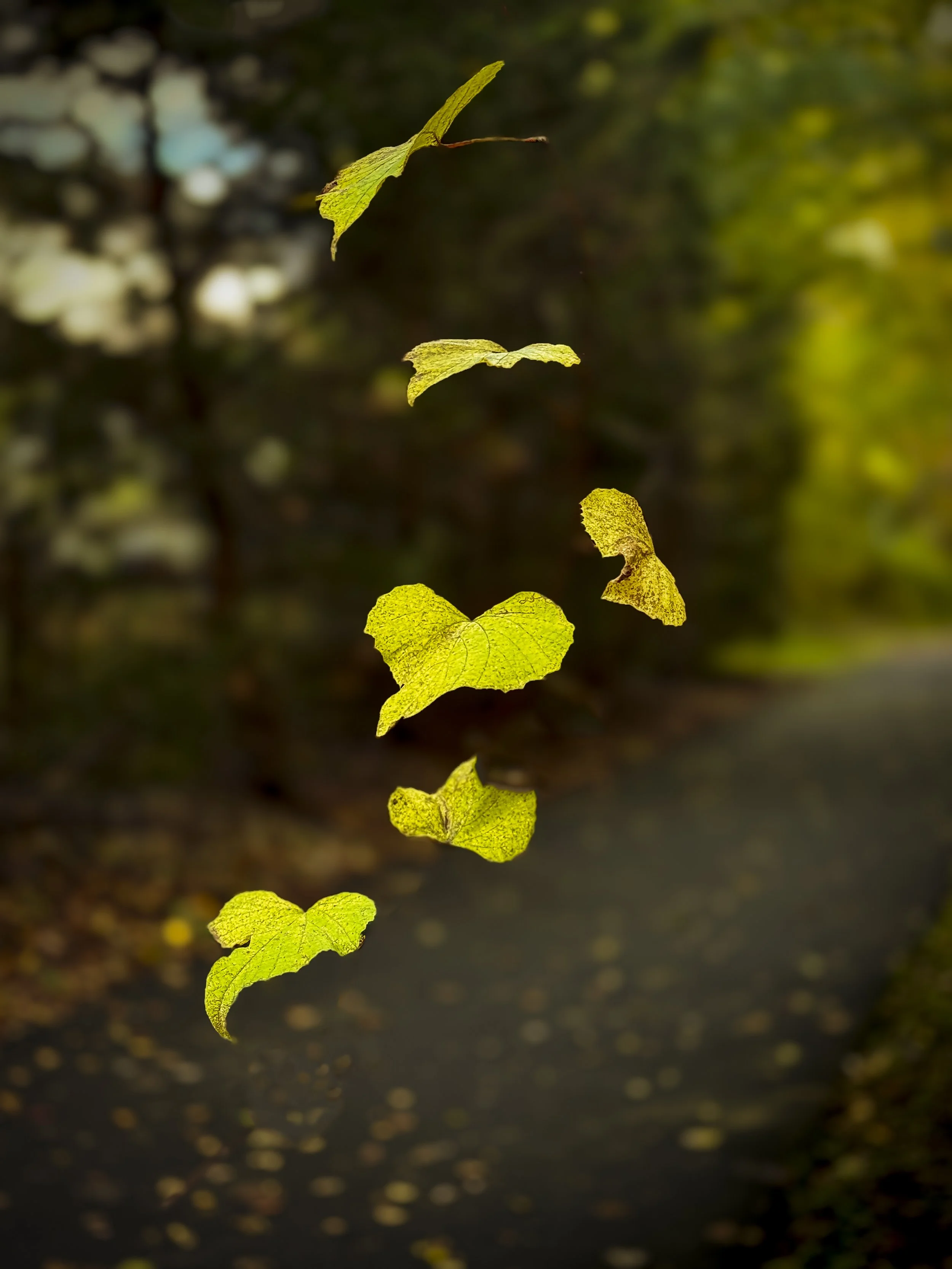 Third Place Color, Experienced: "Free Falling" by Doug Mattice