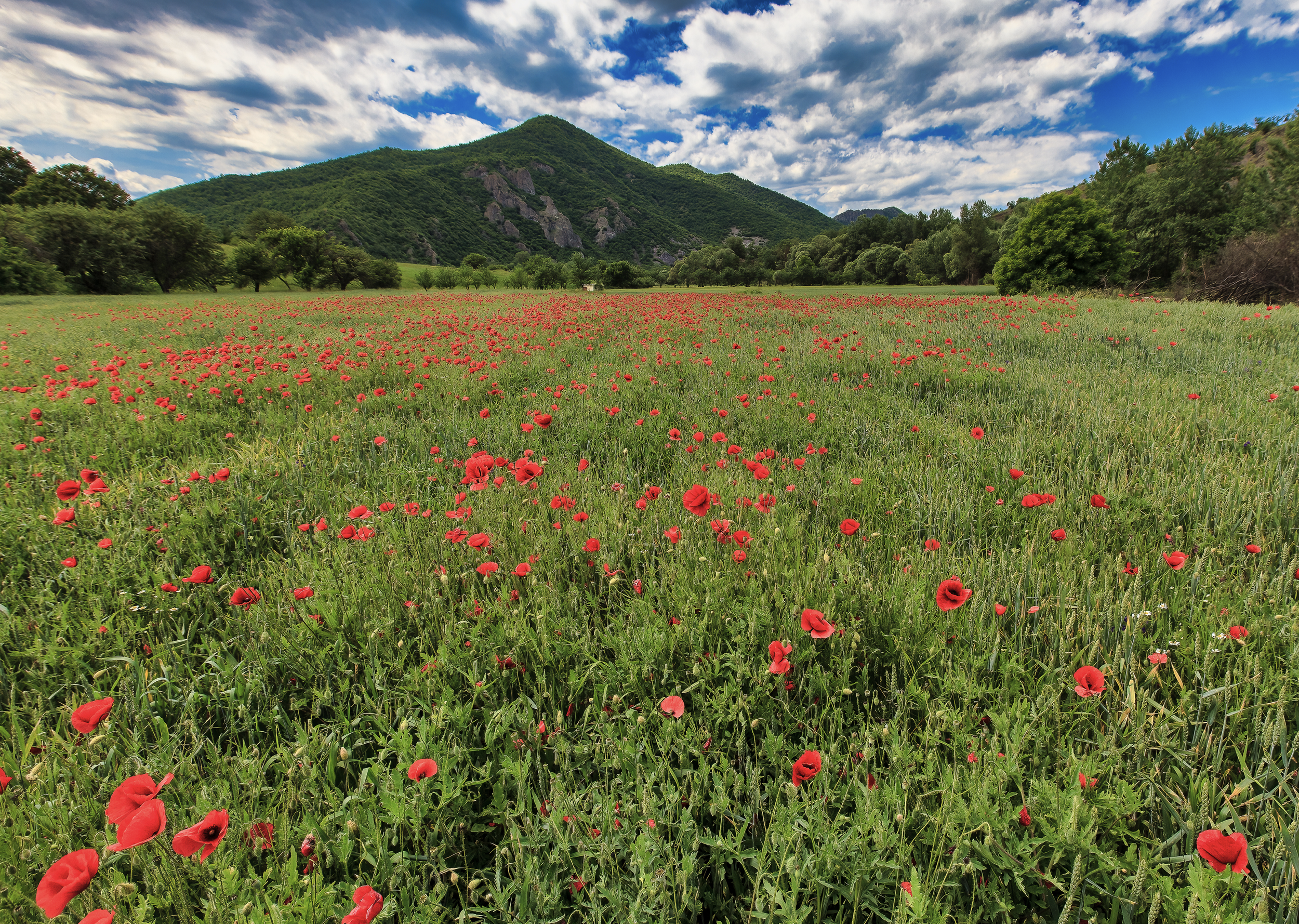 Third Place: “Poppies at Leposavic”, Photographer - Michael Murphy