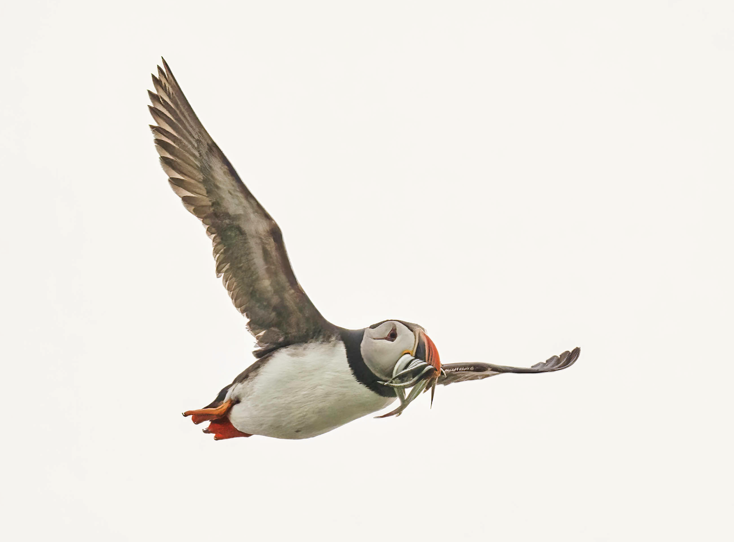 First Place: "Puffin" by Audrey Gassman