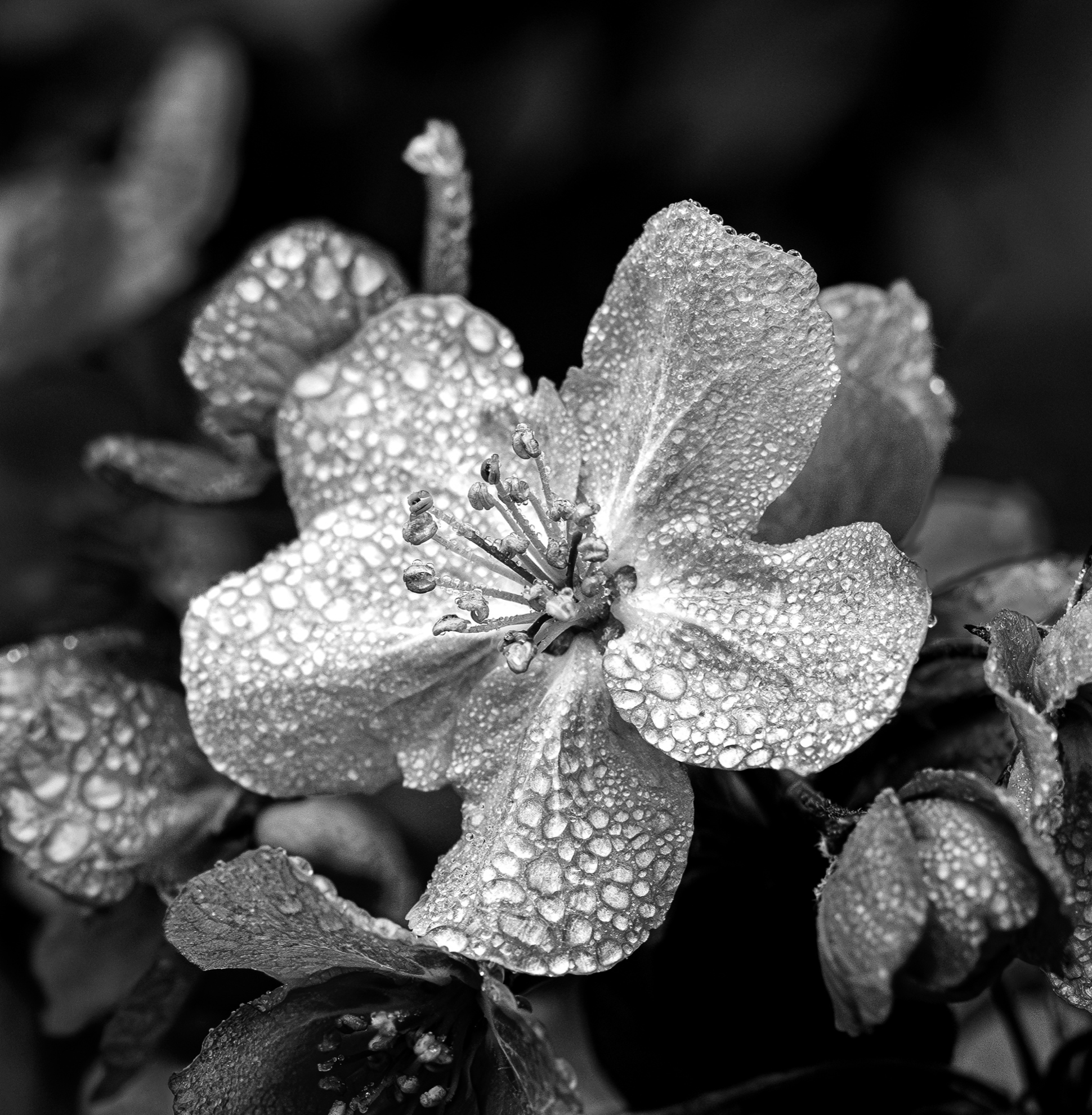 Honorable Mention: “Crabapple blossom after rain”, Photographer - Nat White