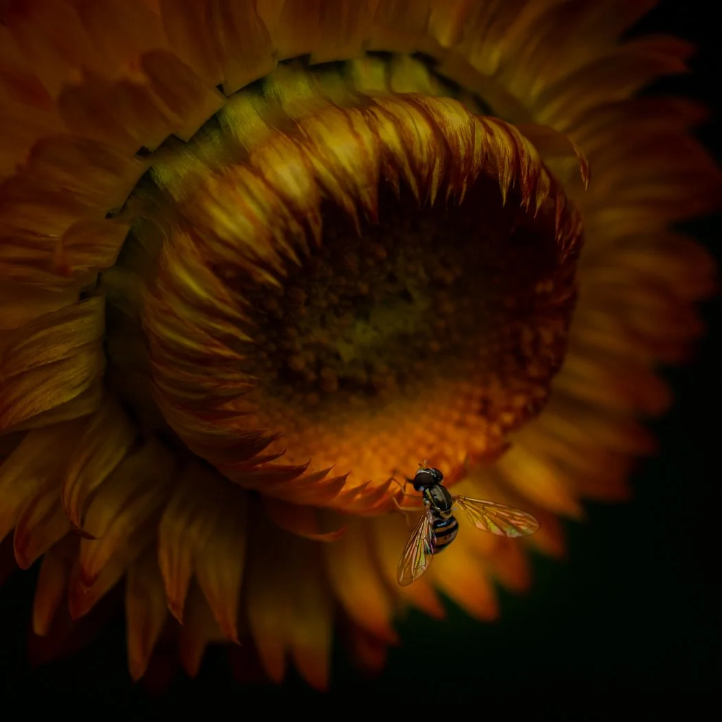 Honorable Mention Color, Experienced: "Climbing In" by Rebecca Smith