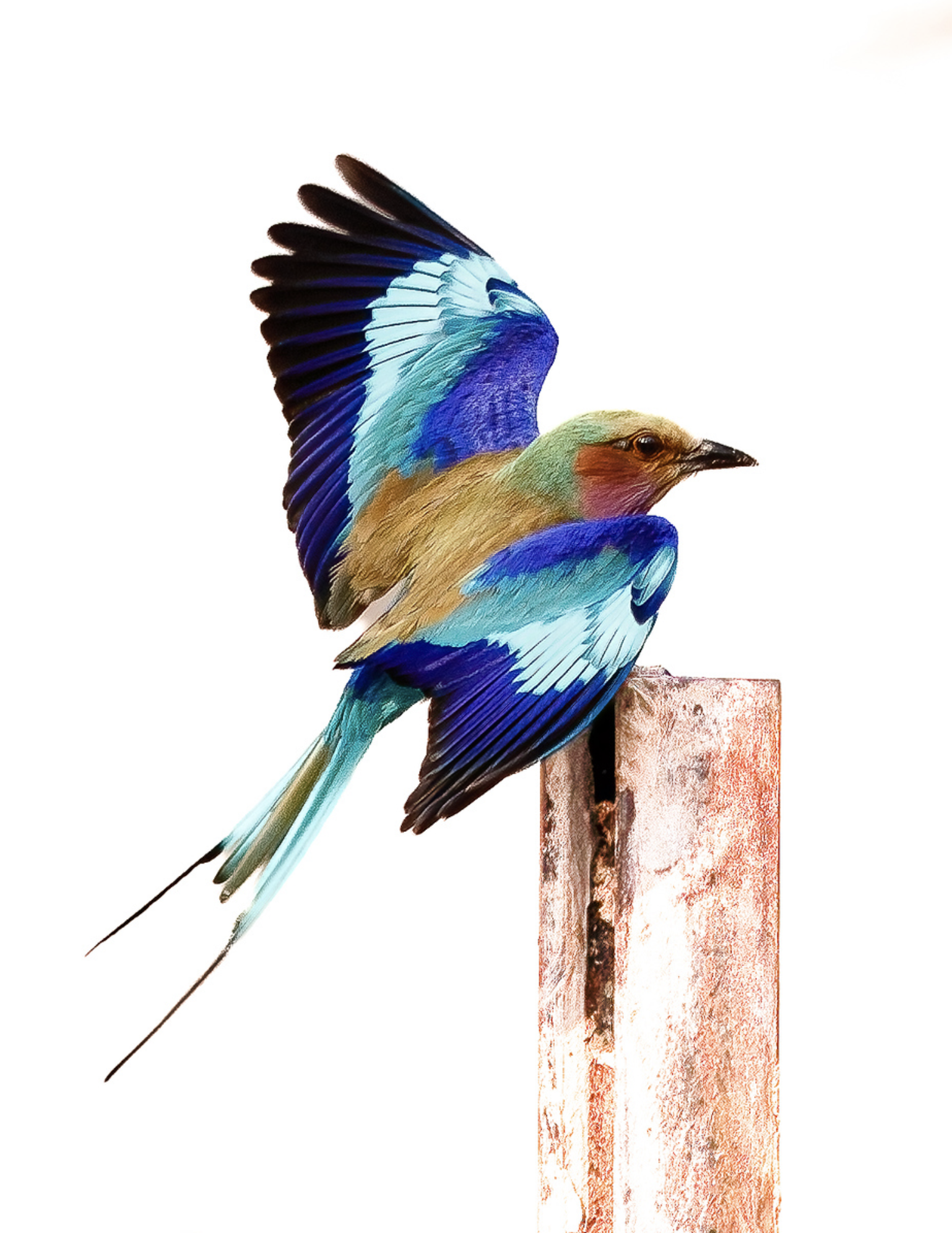 Honorable Mention: "Lilac Breasted Roller" by Michael Murphy