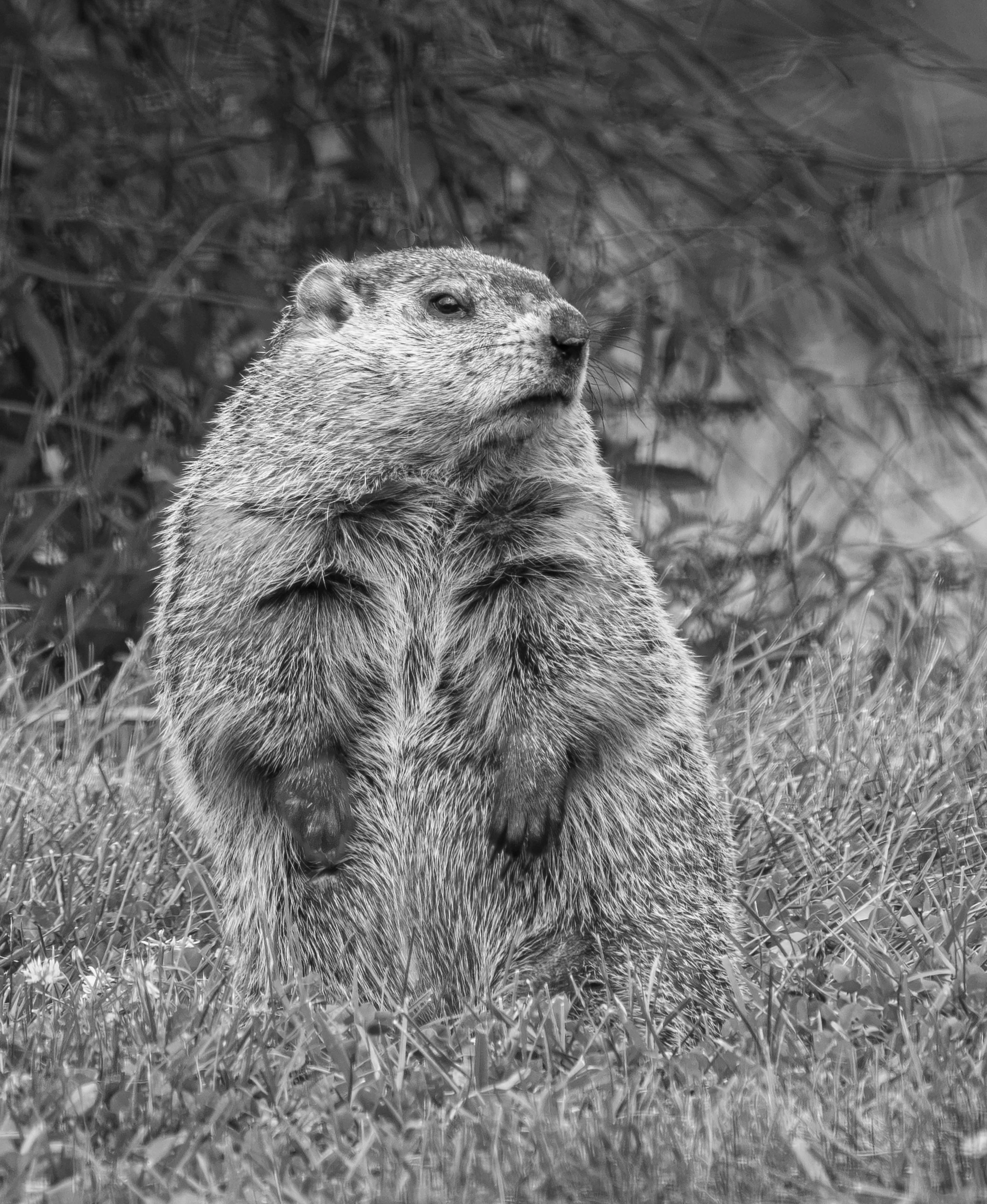 Second Place Experienced Monochrome: “Woodchuck-Looking for More Lunch” by Nat White