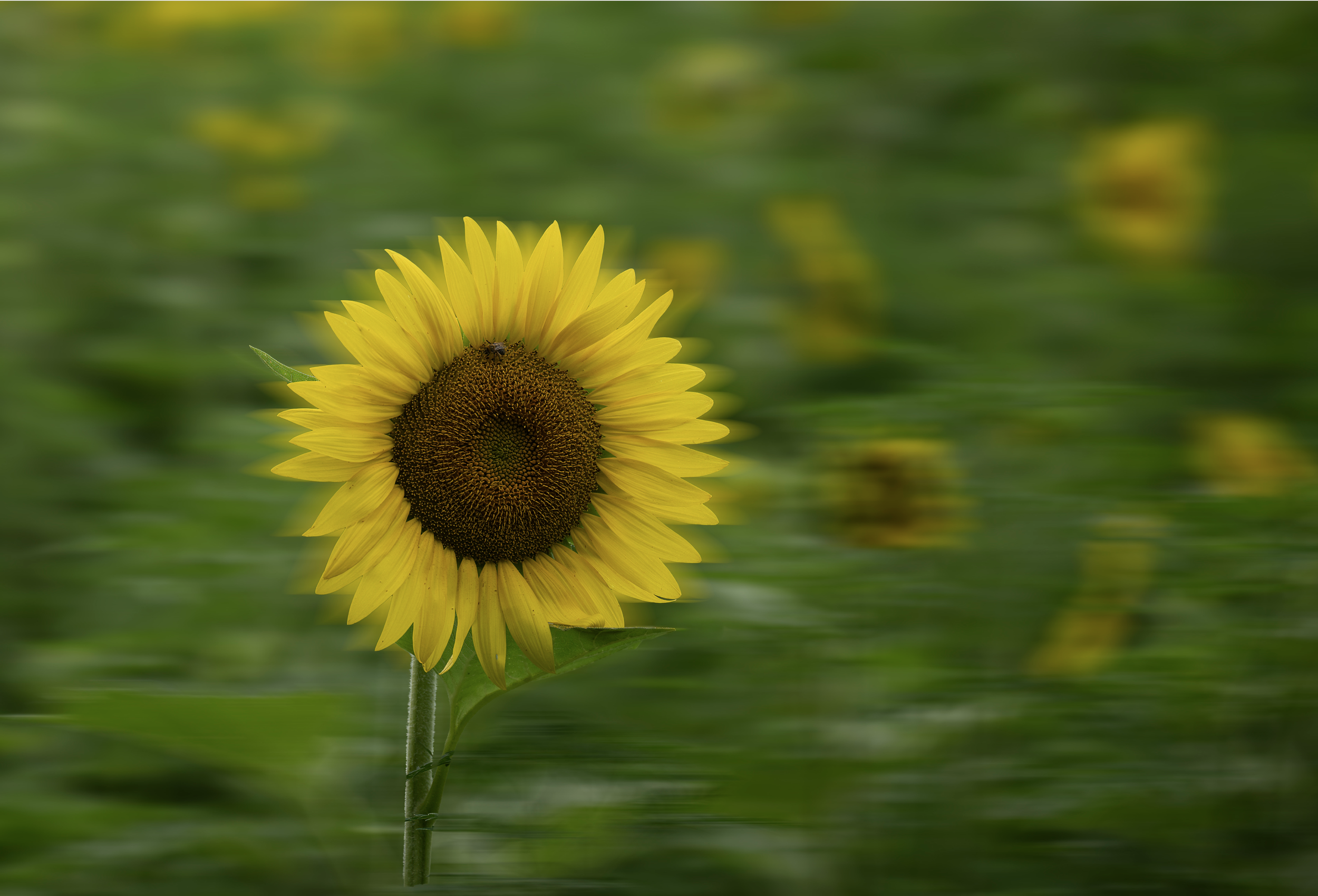Honorable Mention: "Double Sun", Photographer - Kenn Weir