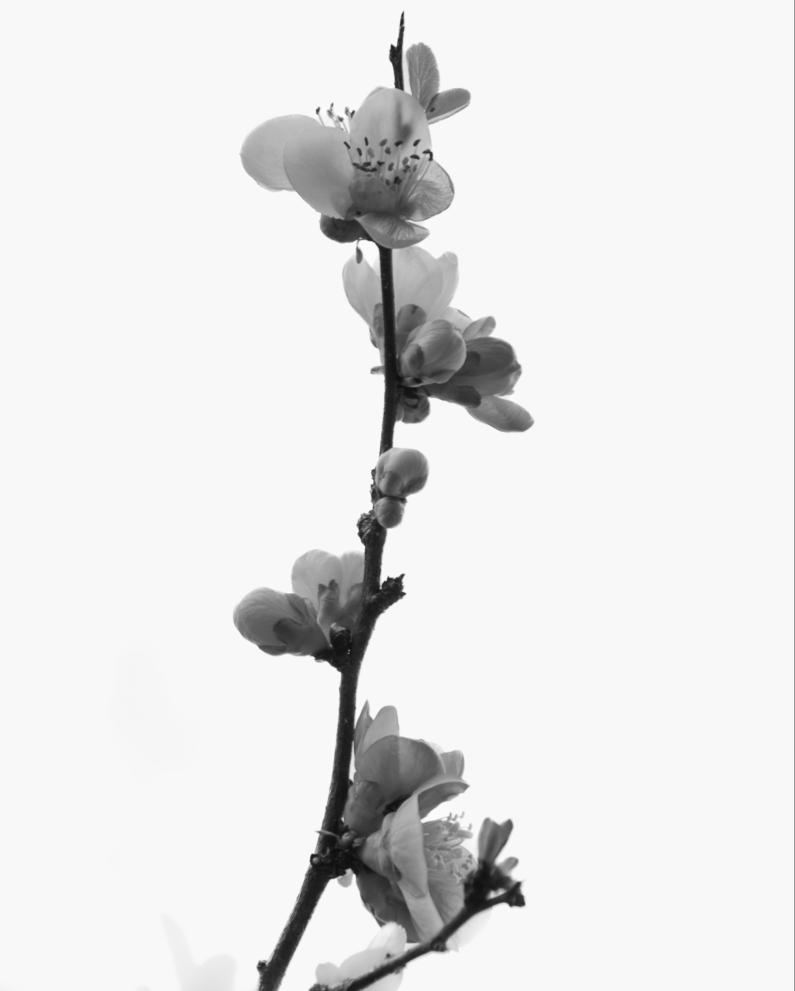First Place: "Reach for the Sky", Photographer - Christina Carr