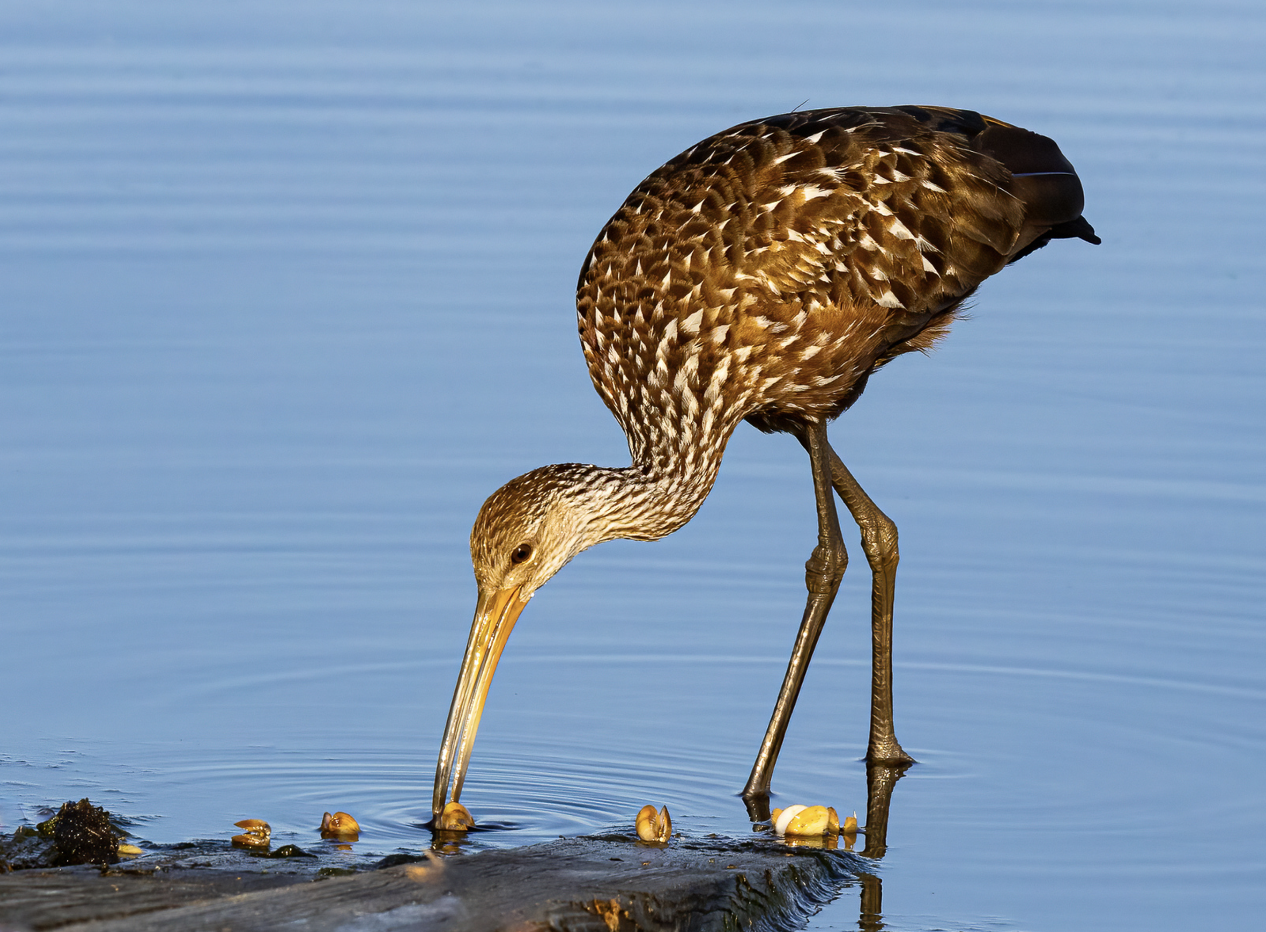 Second Place: “Clams for Breakfast” by Bernice Lewis