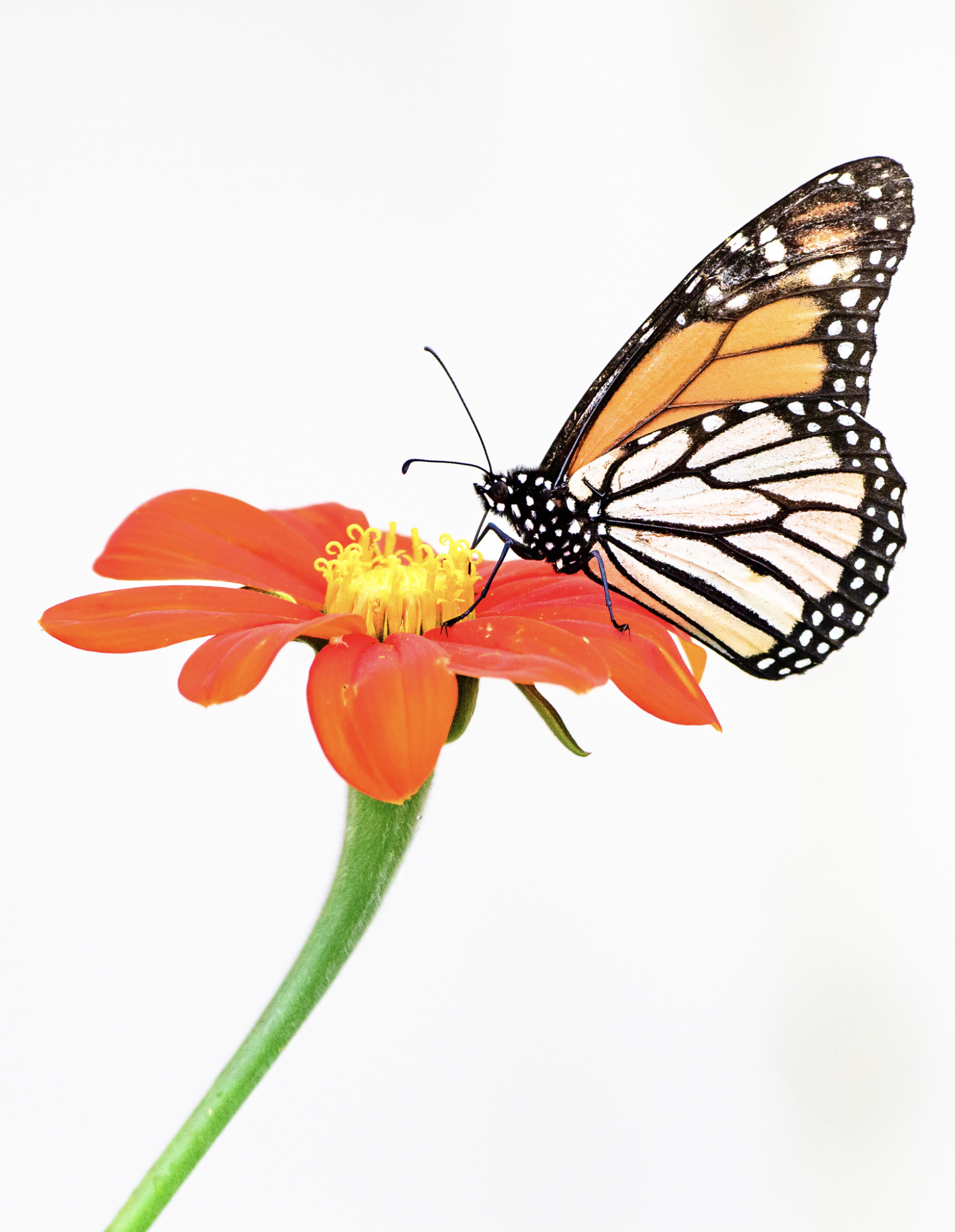 Second Place: "Butterfly" by Nat White