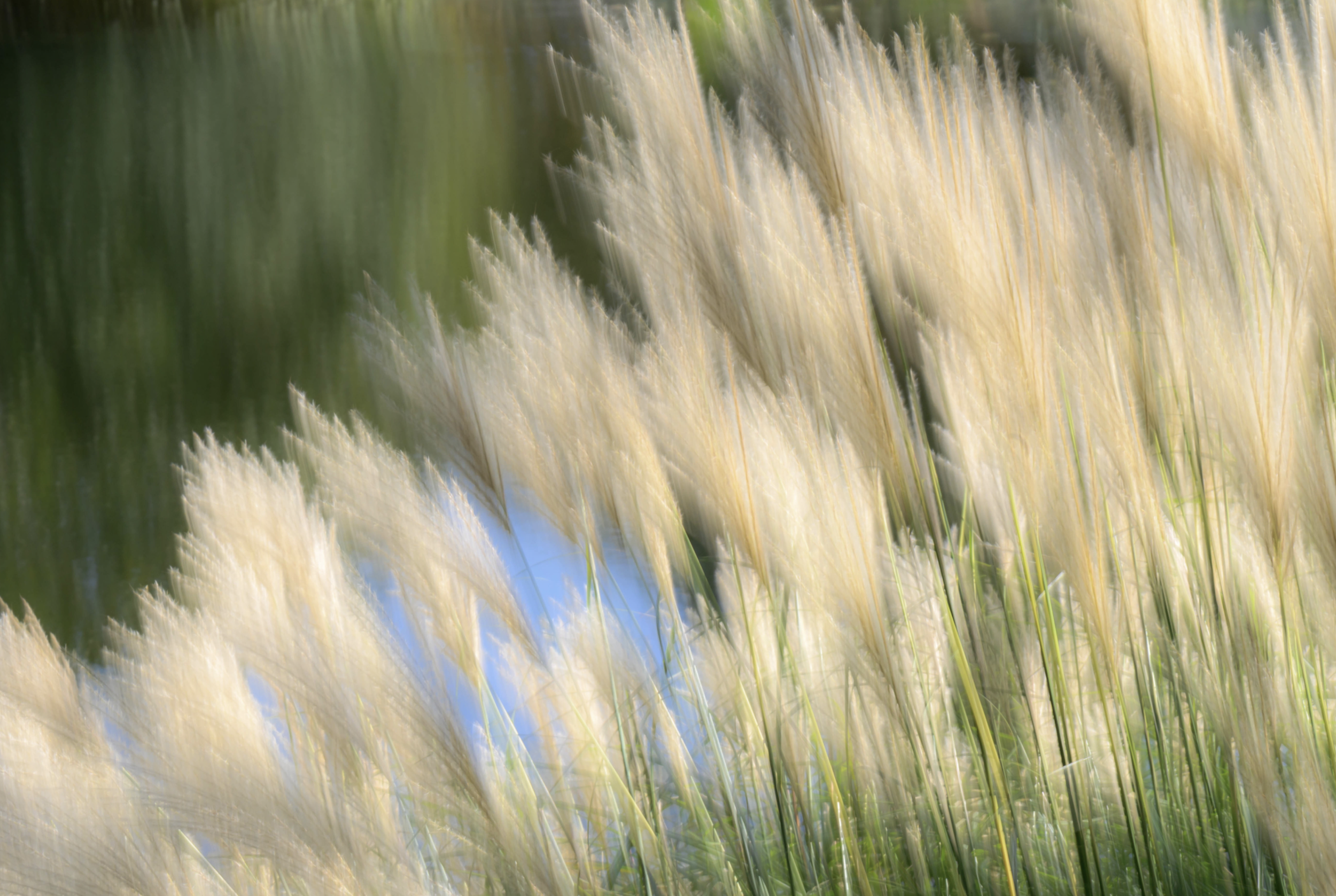 Experienced First Place: "Amber Waves" by Darryl Lansey