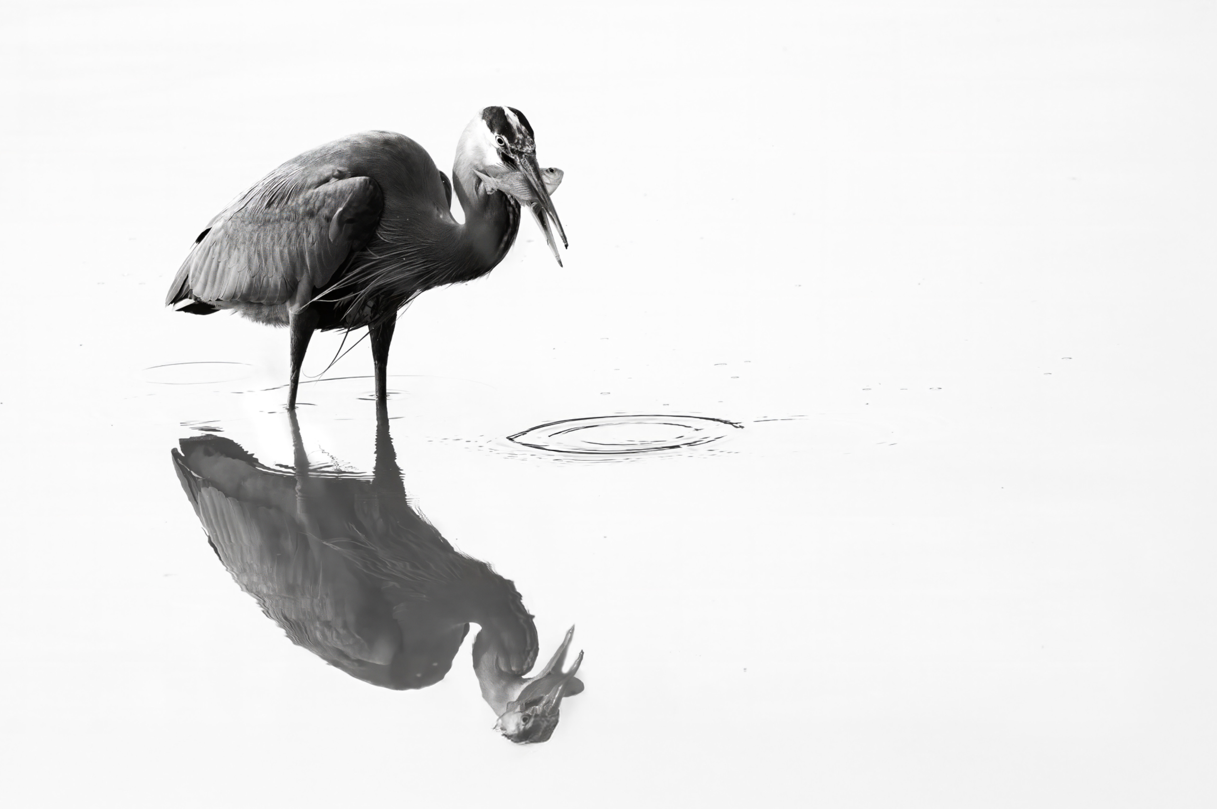 First Place: "Heron With Catch" by John Macier