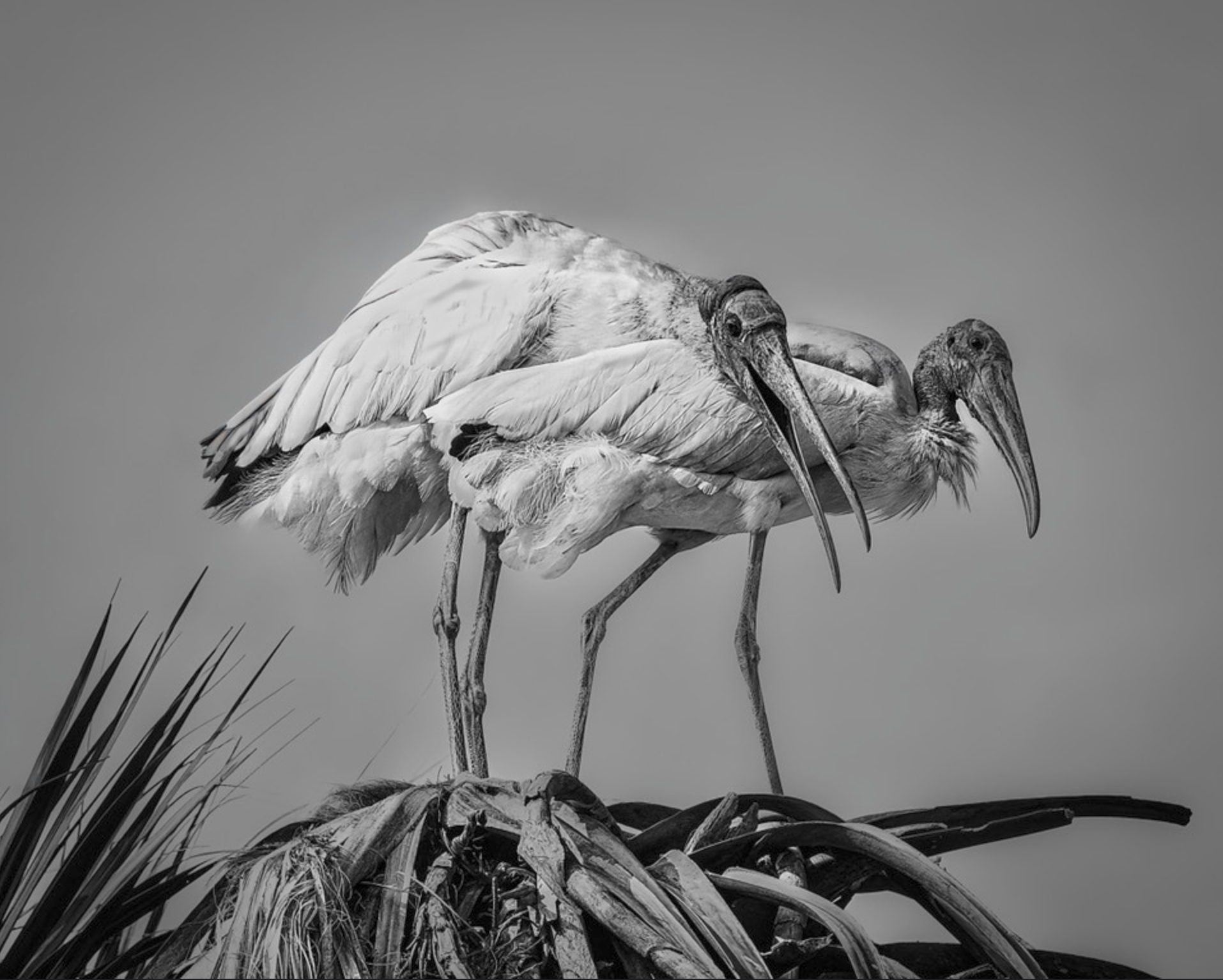 Second Place: “We Just Click” by Audrey Gassman
