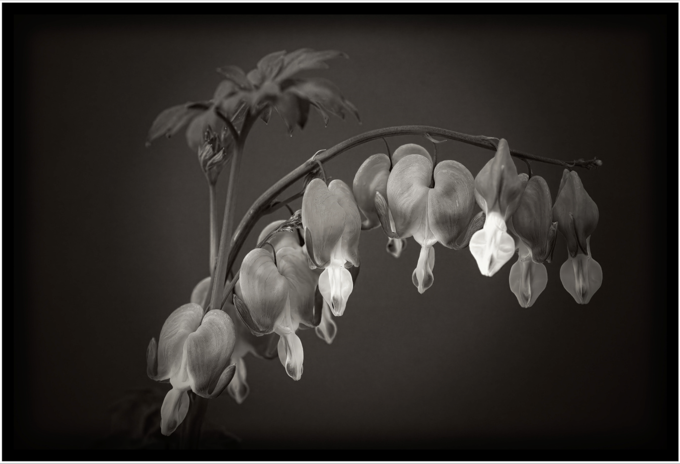Third Place: “The Lonely Hearts Club”, Photographer - Darryl Lansey