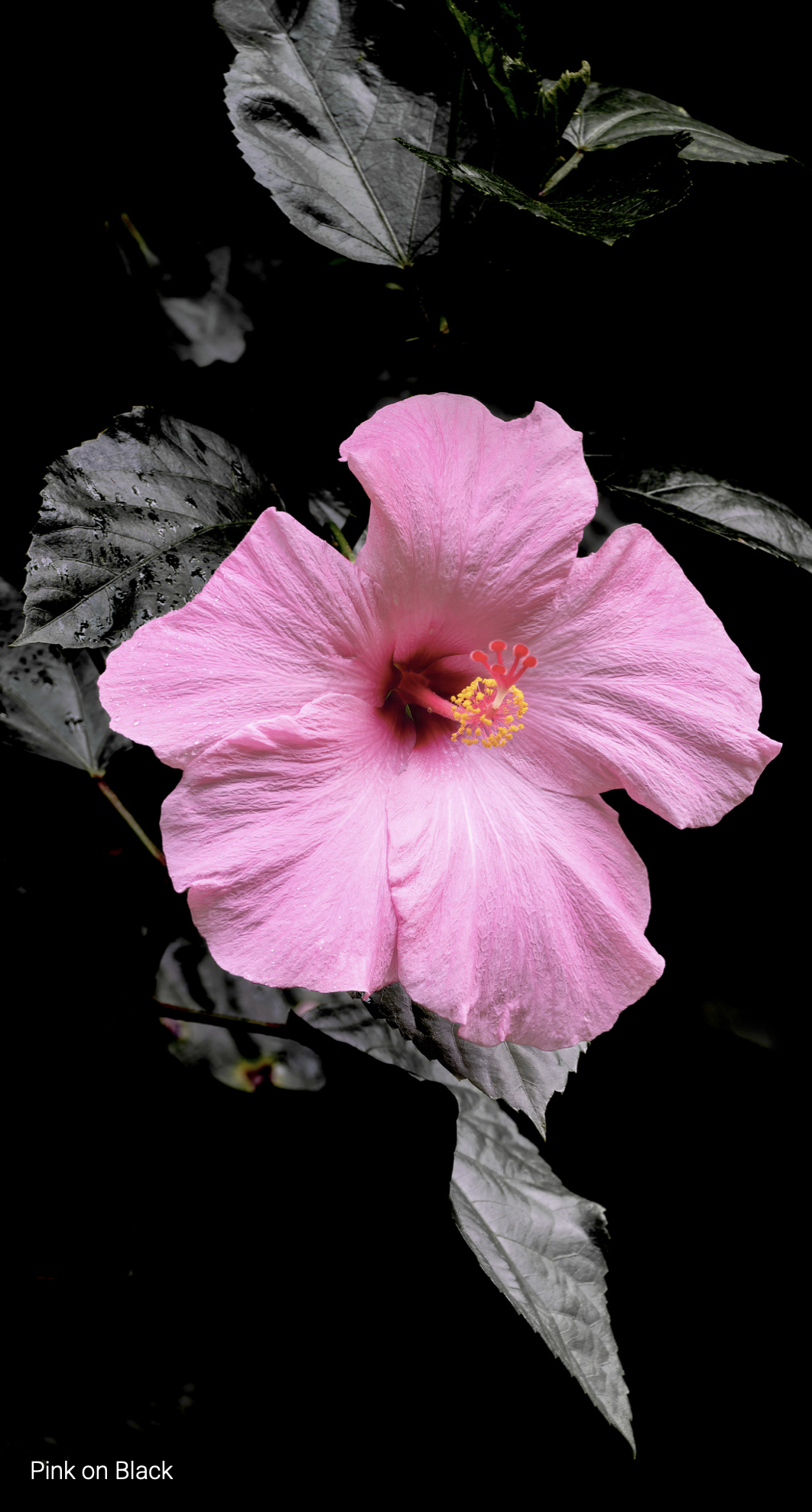 Second Place: "Pink on Black", Photographer - Kenn Weir